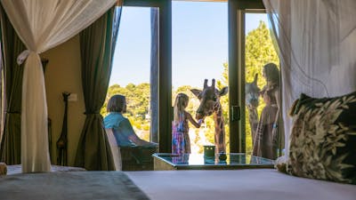 Family feeding the giraffes from their balcony in the Giraffe Treehouse