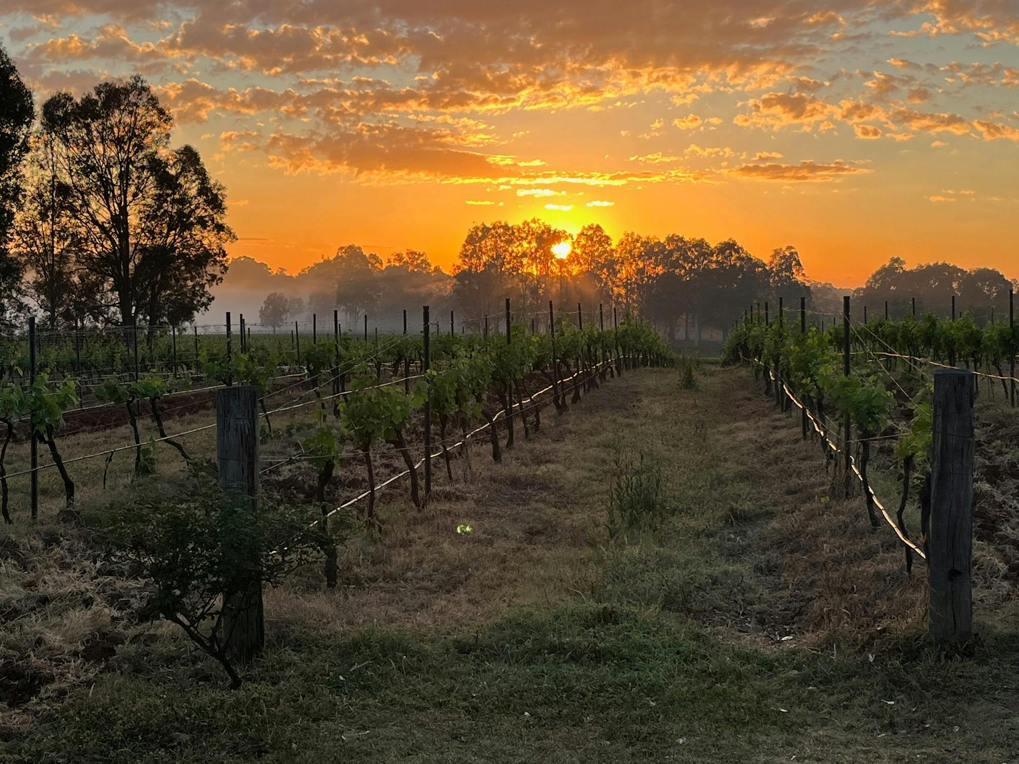 Sunrise in the vineyard