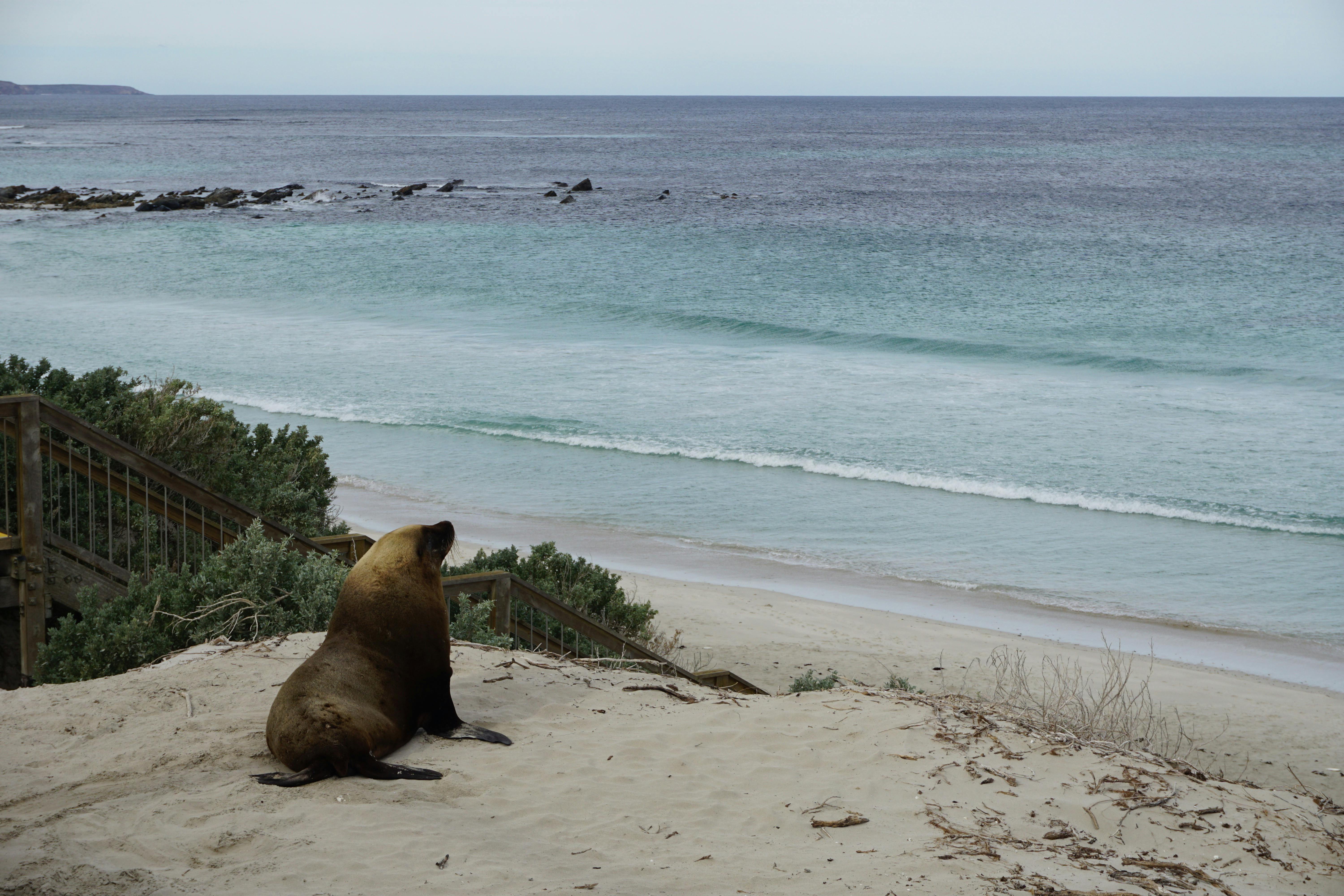 Seal Bay, Kangaroo Island