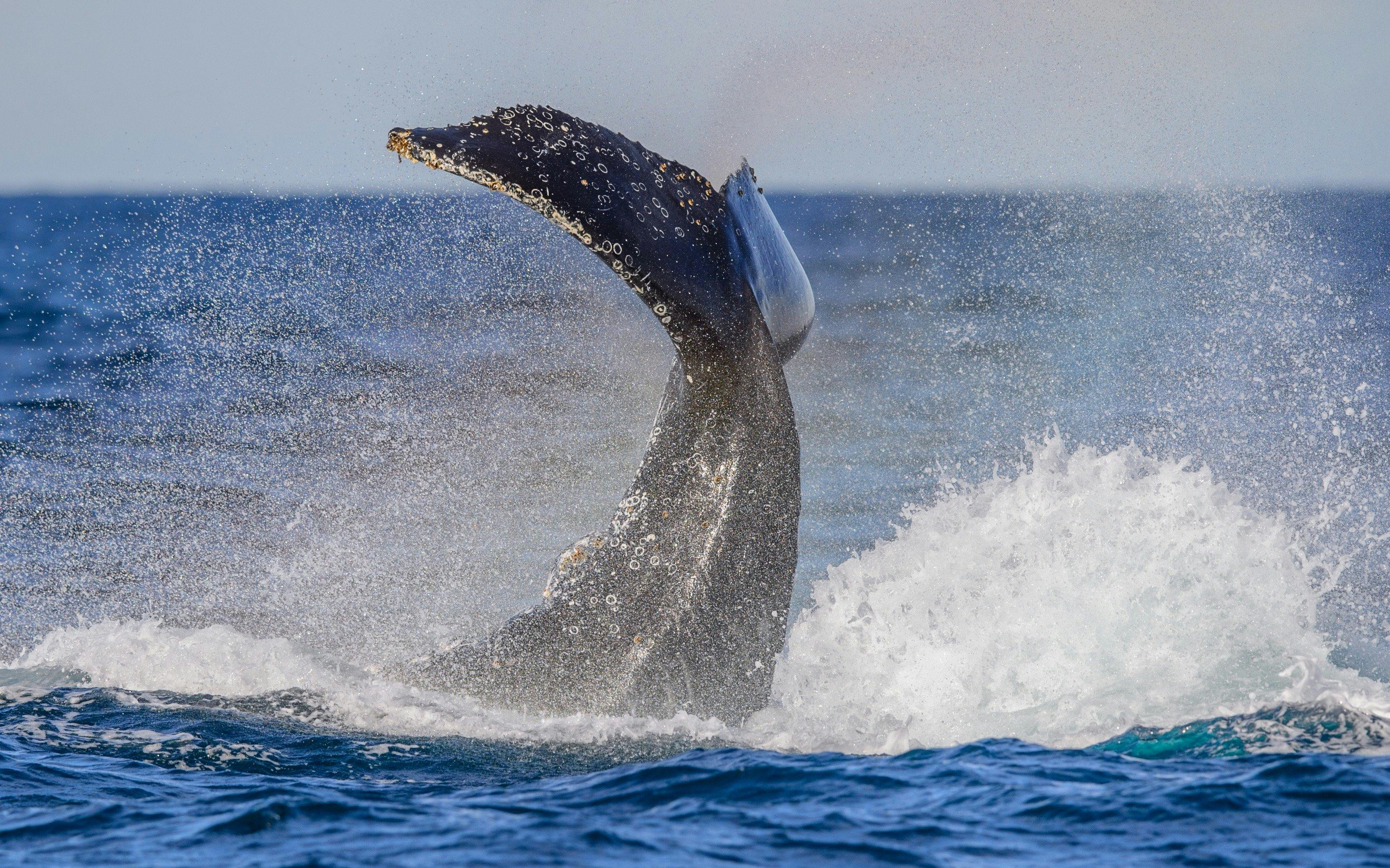 座头鲸尾巴拍打