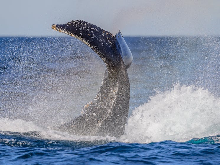 Humpback Whale tail Slapping