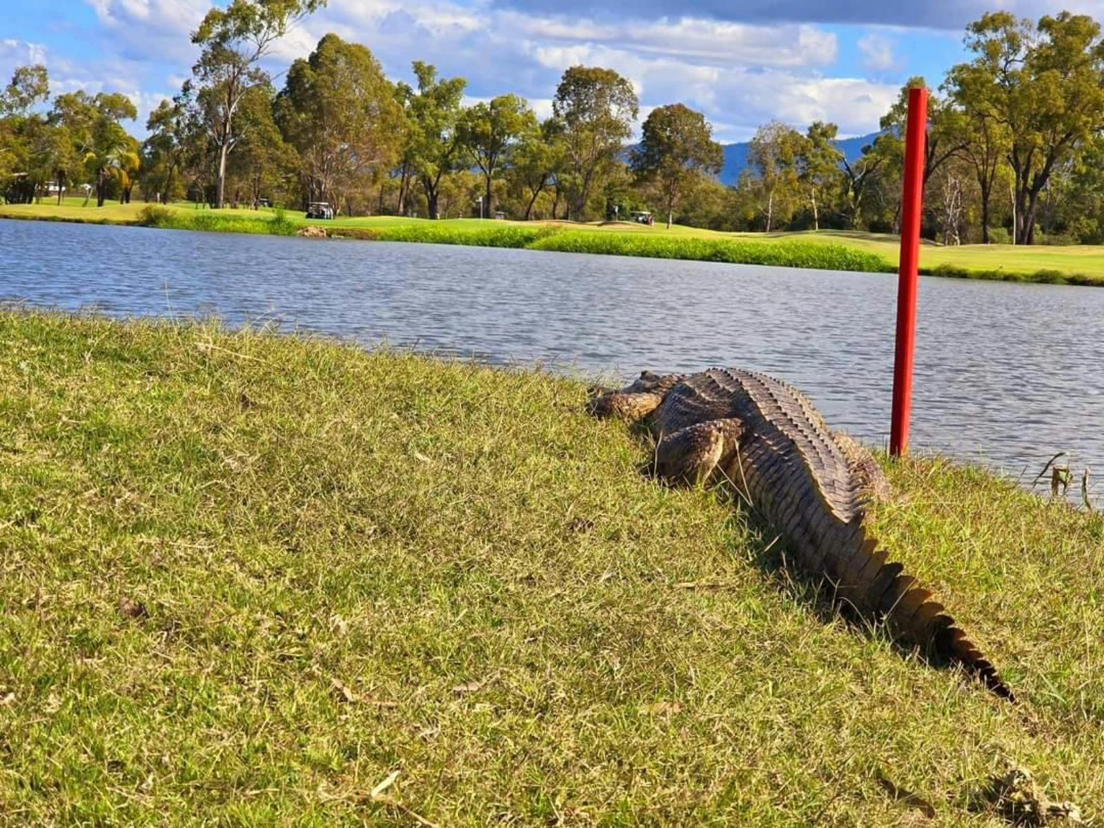 Resident Crocodile