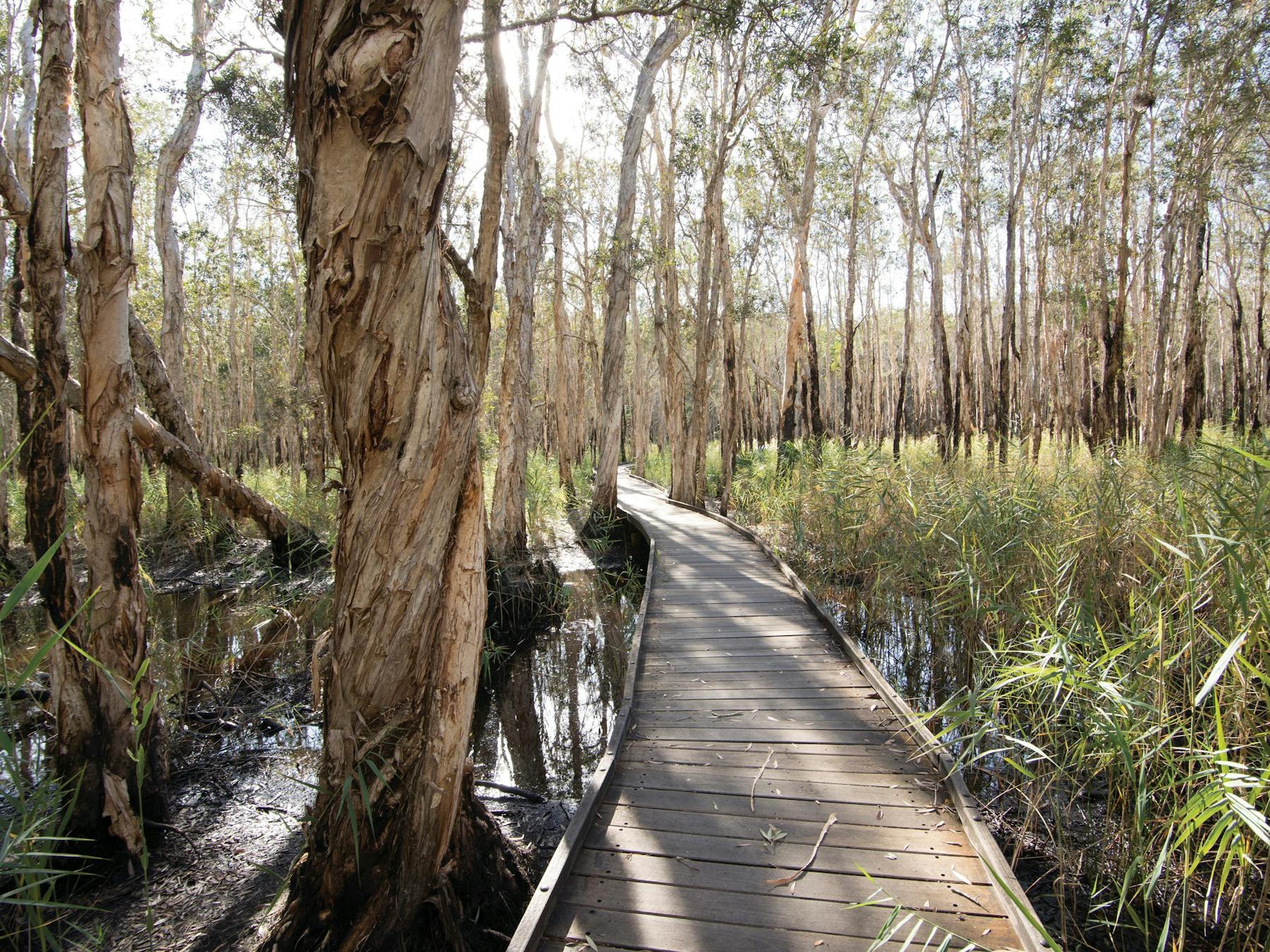Boardwalk through melaleuca forest