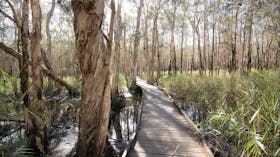 Boardwalk through melaleuca forest