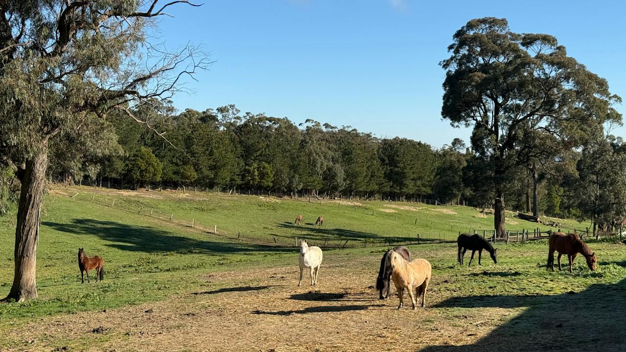 Herd in their paddock