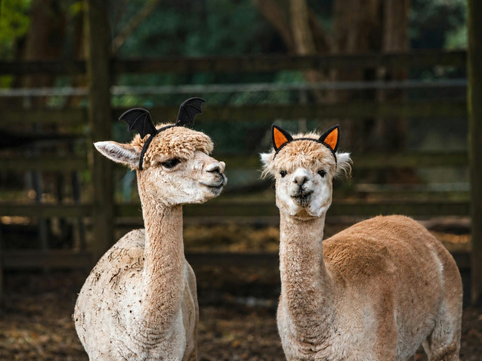 alpacas and halloween