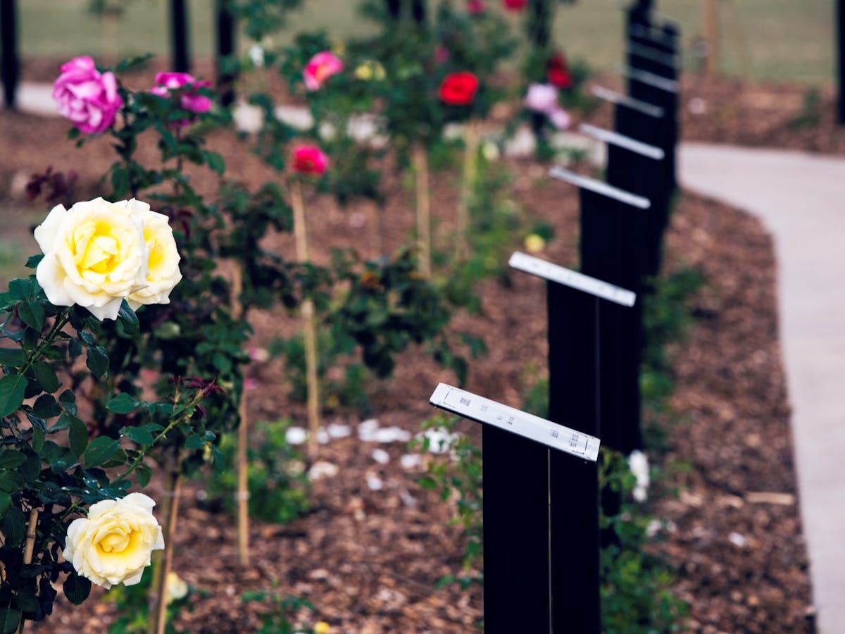 Avenue of Honour - beautiful roses in honour of the early settlers