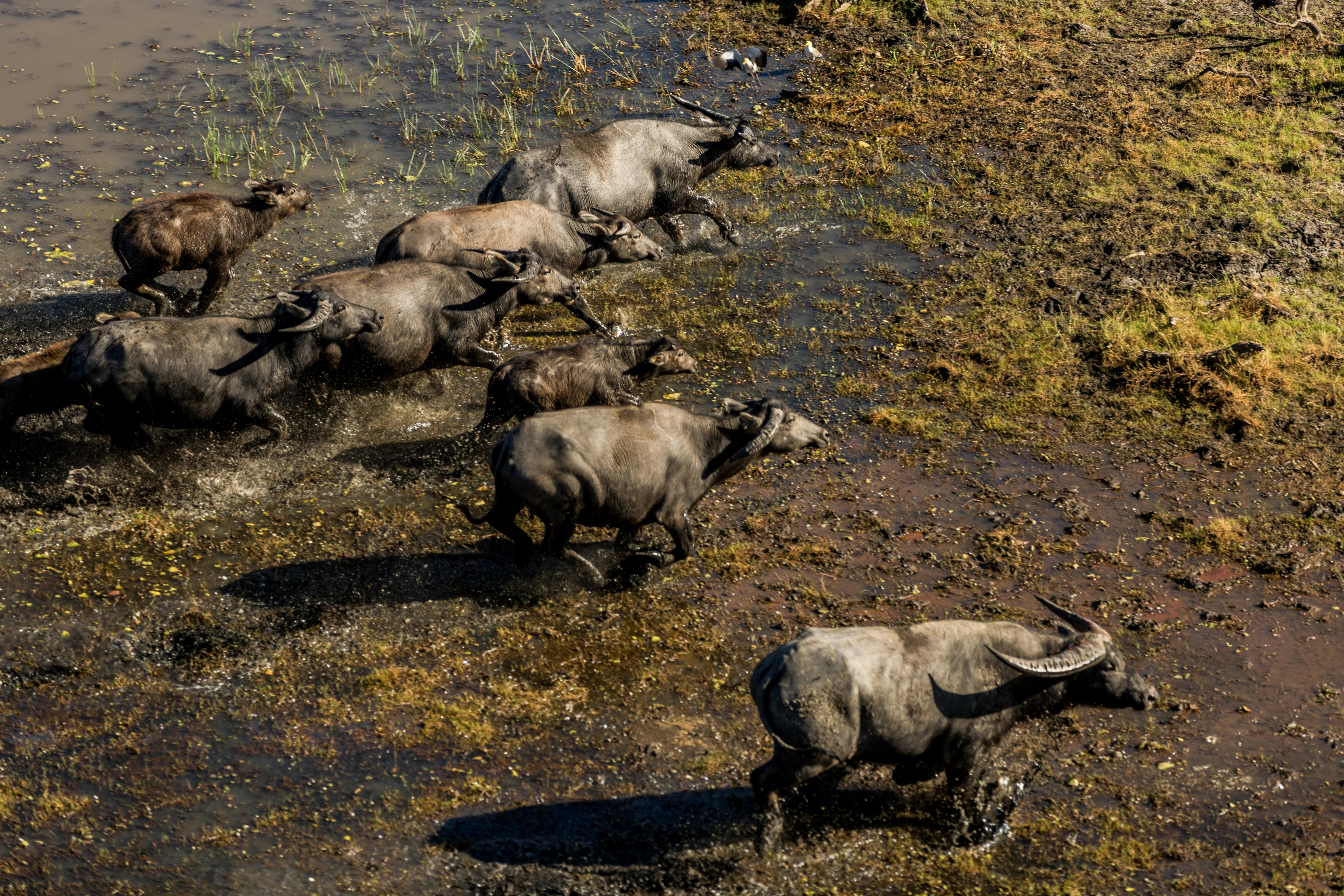 Ultimate Wetlands Scenic Tour