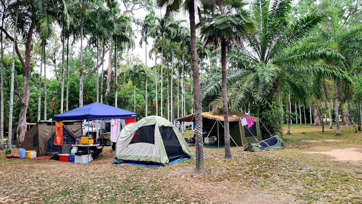 A family area with three tents set under a beautiful shady palm on a large grassy site