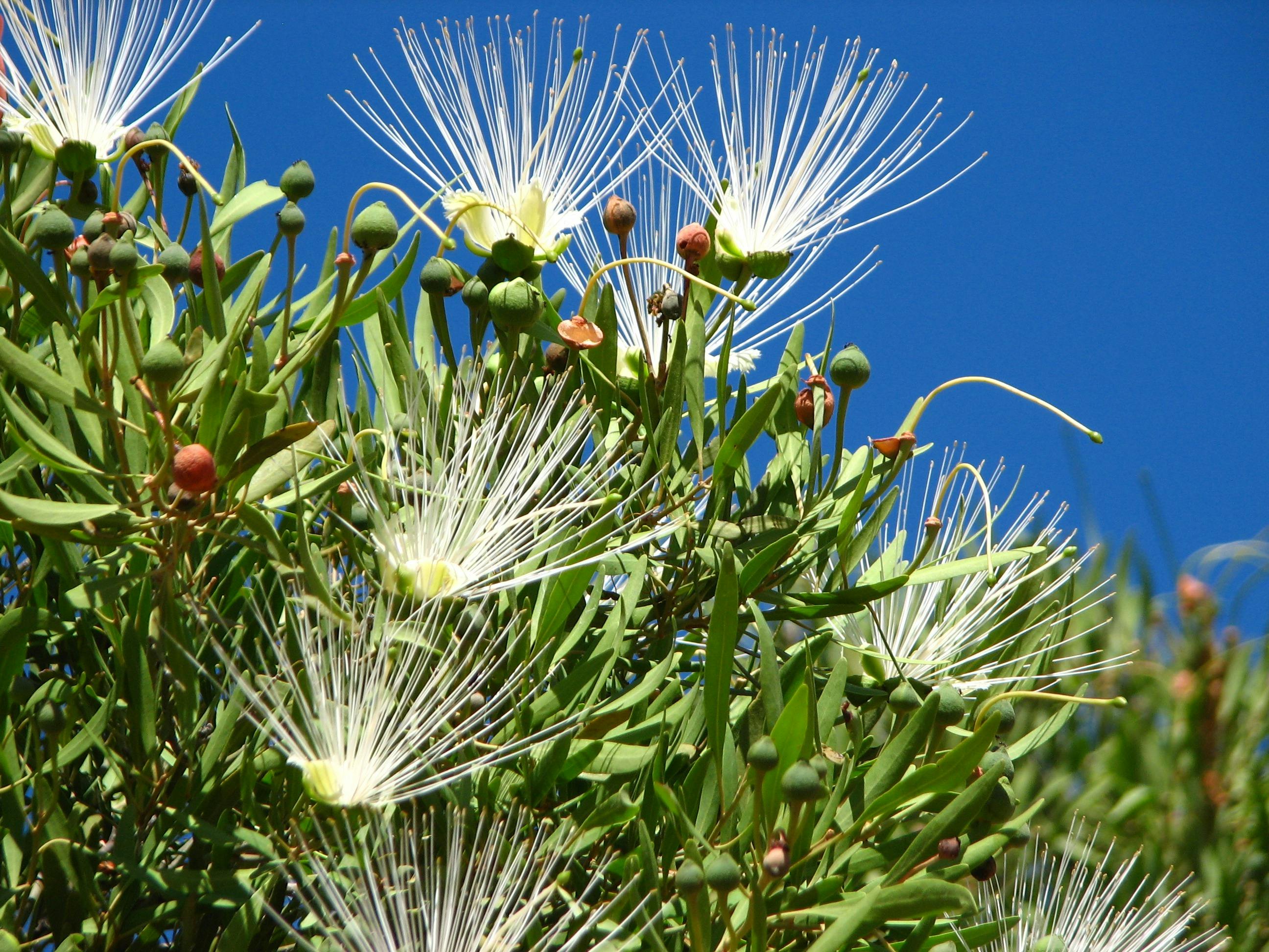 A closeup of a spiked white flower native to the region