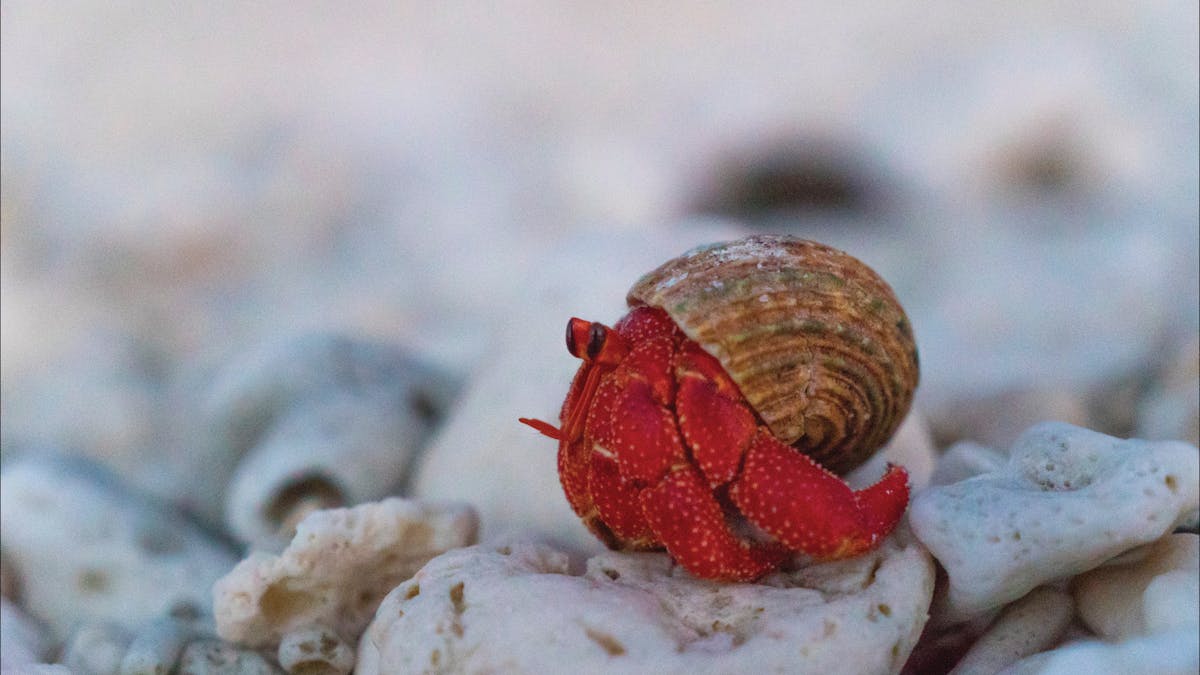 Hermit Crab