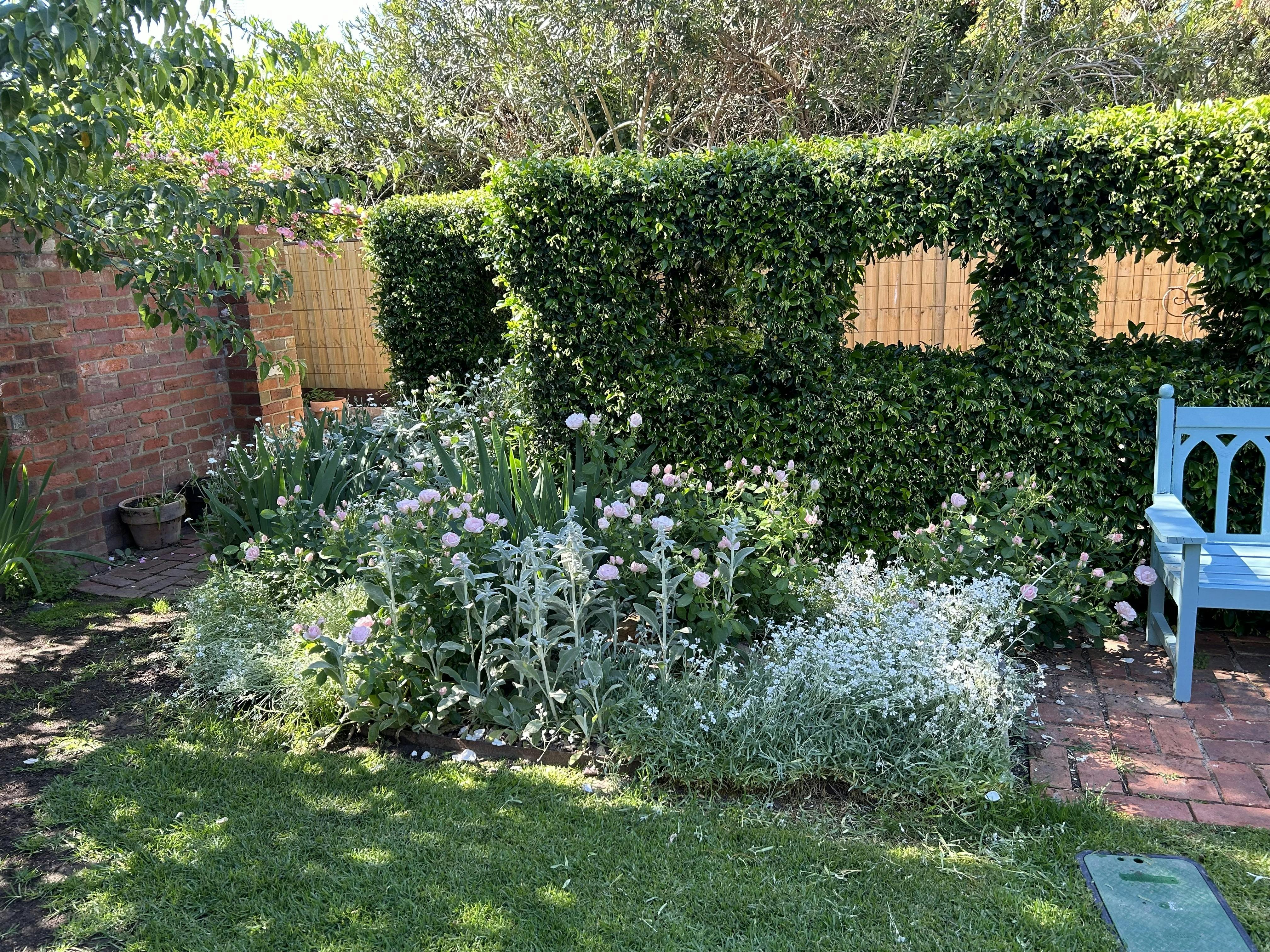 Windows cut into jasmine hedge