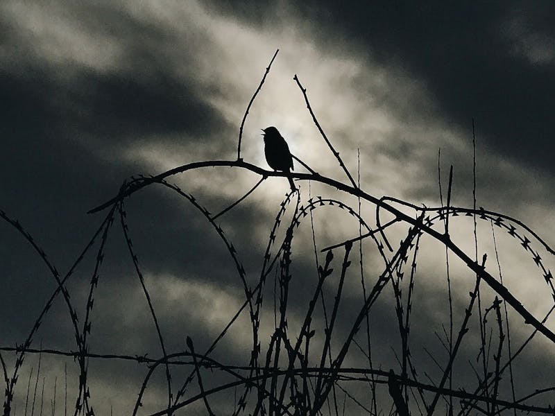 Image for Phoenix Collective | Tales of War | Central Coast