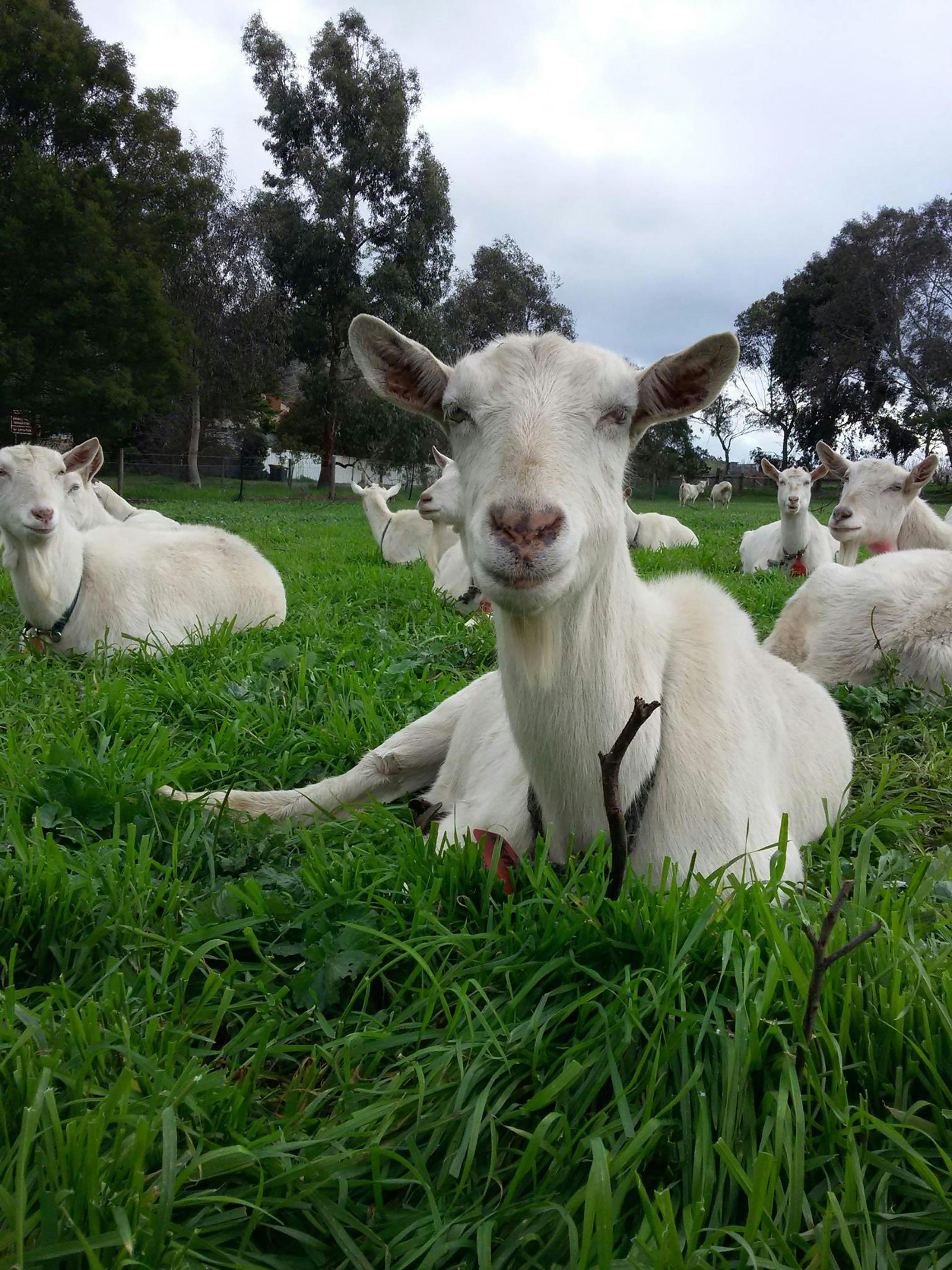 Drysdale Cheeses