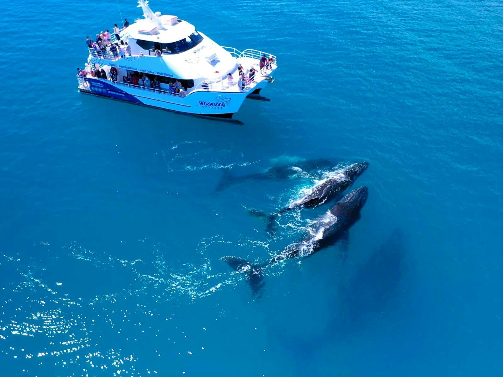Whale watchers aerial view