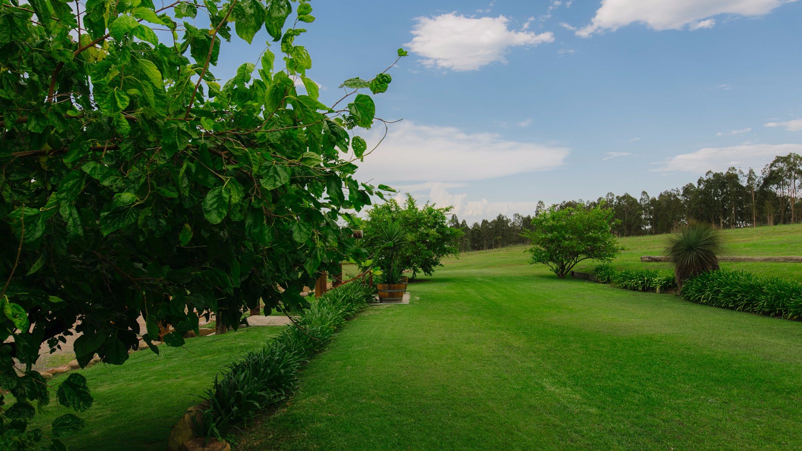 Moorebank Vineyard