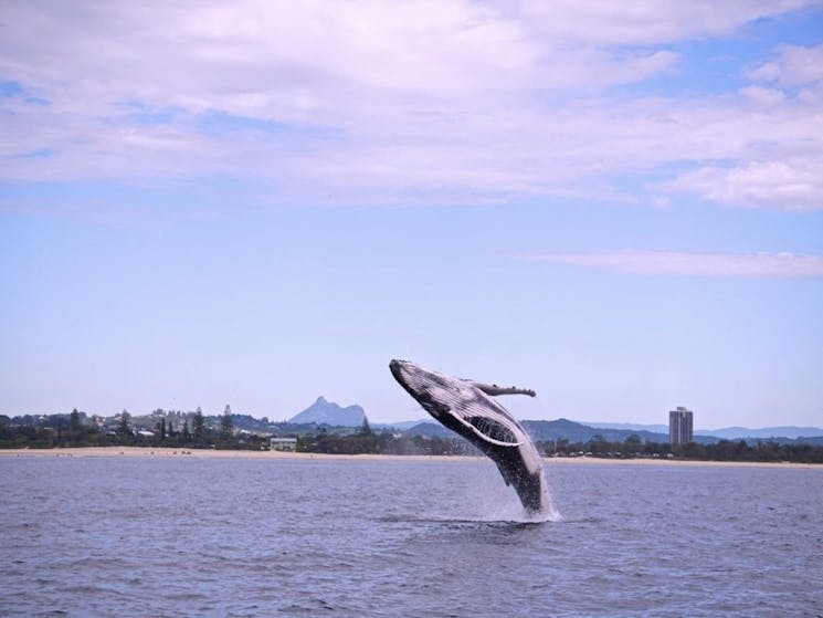 Whale & Mt Warning @ Cook