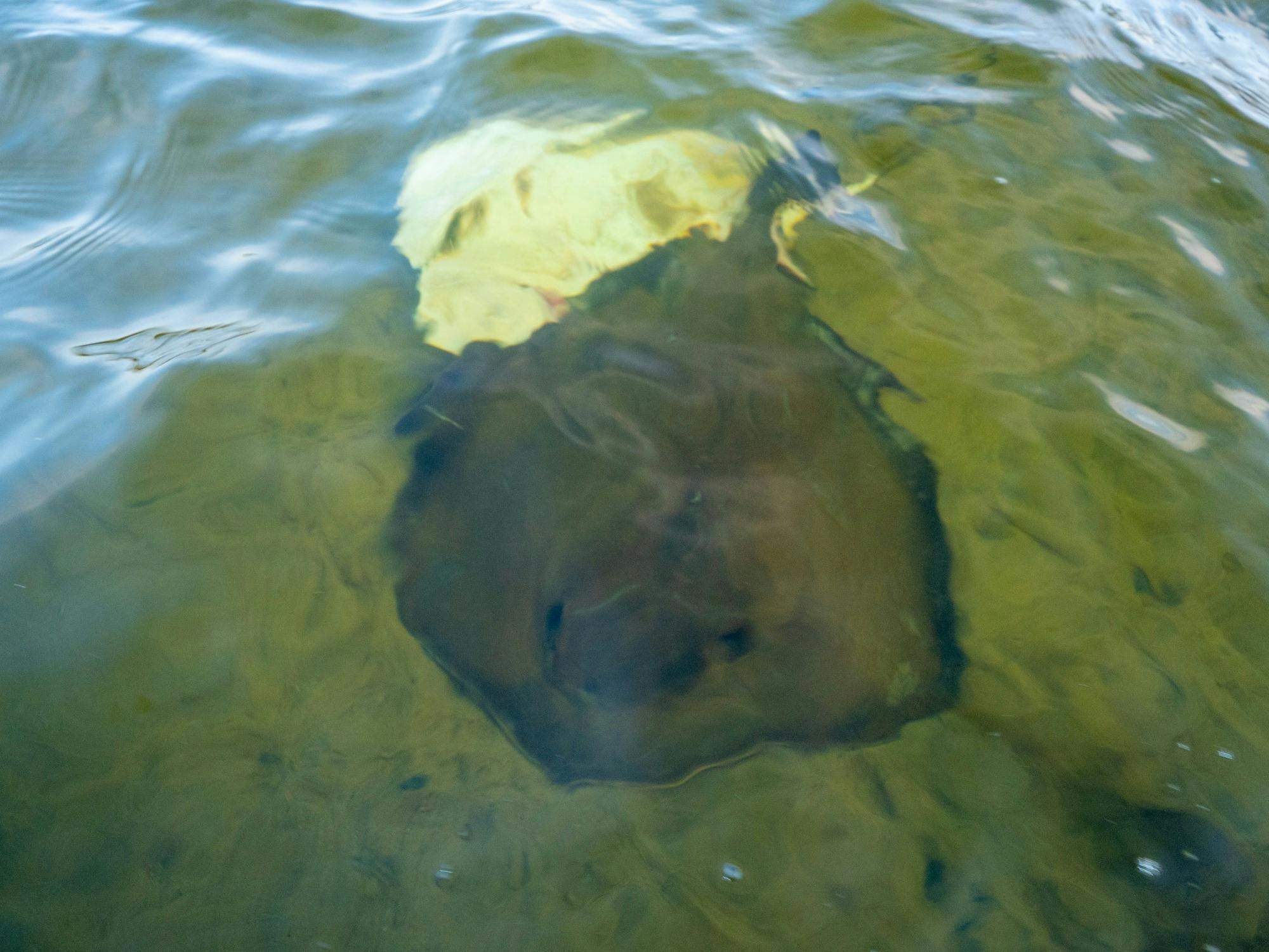 Two stingrays swimming in the shallow, clear water of a lake.