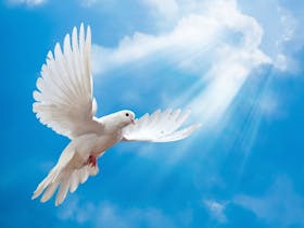 Karl Jenkins' The Armed Man - a Mass for Peace Cover Image