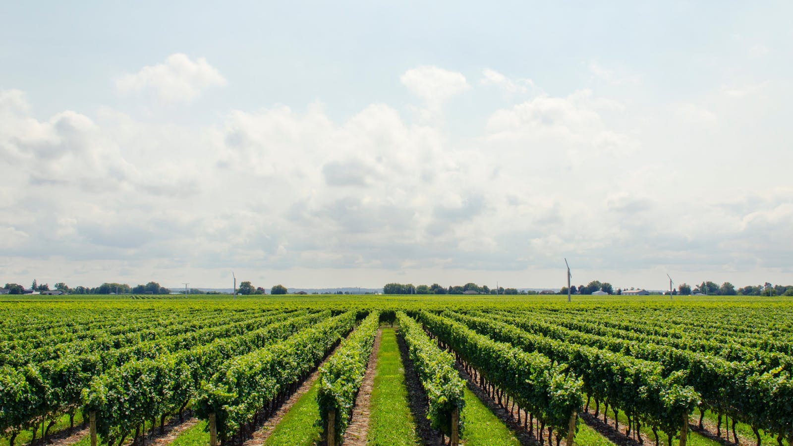 Beautiful Vineyards in the Berry Region