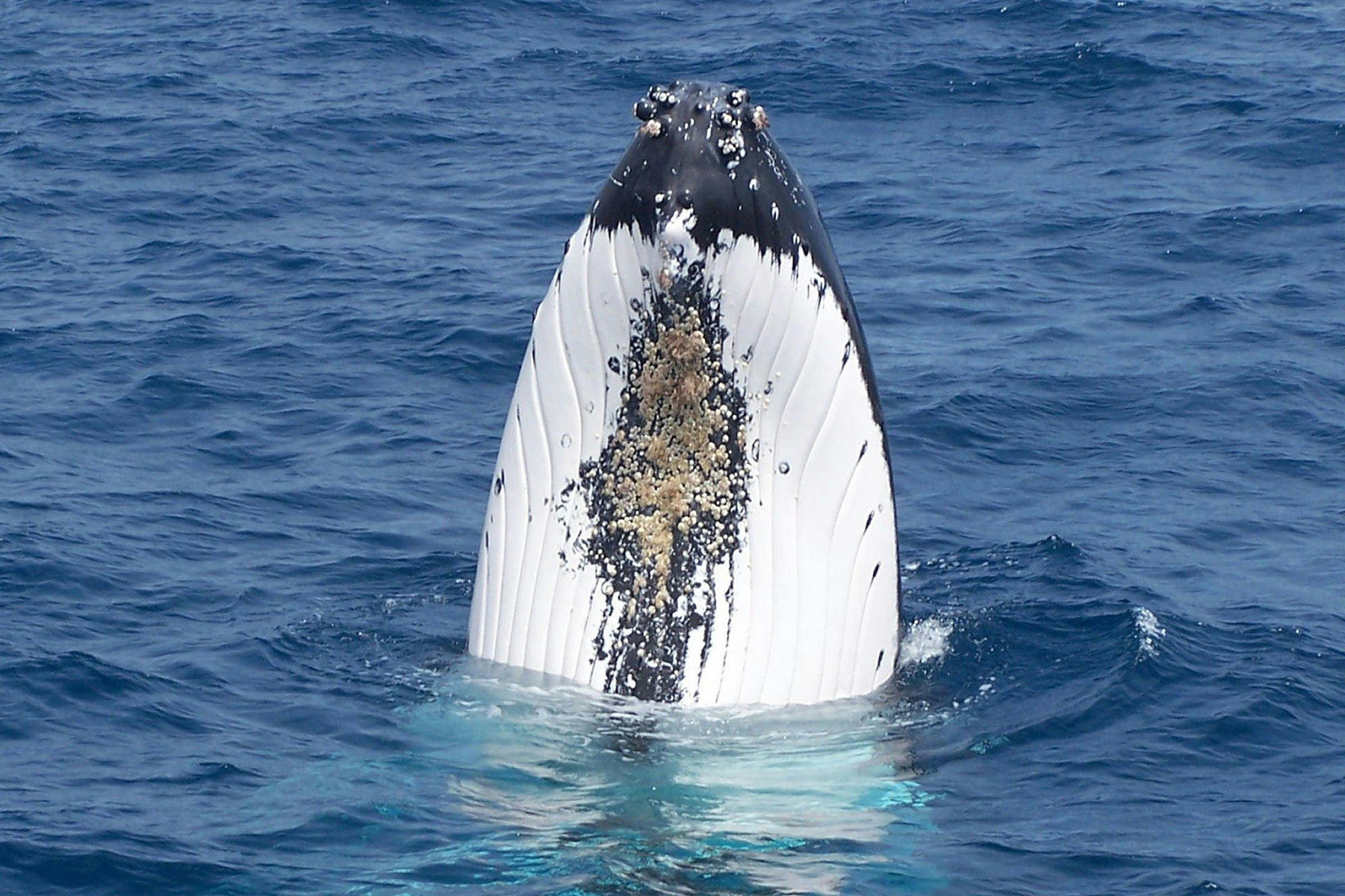 Naturaliste Charters Whale Watching, Dunsborough, Western Australia