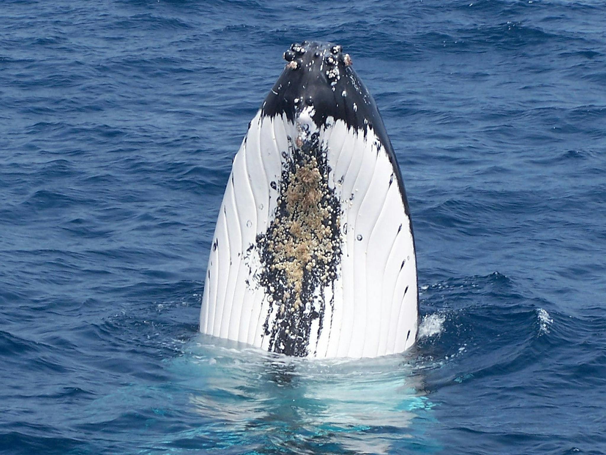 Naturaliste Charters Whale Watching, Dunsborough, Western Australia