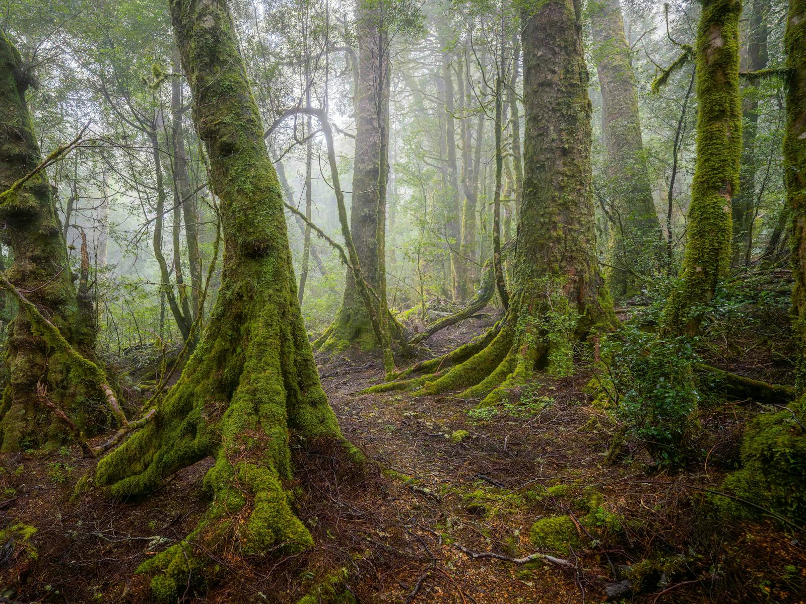 Tasmanian Photography Tours