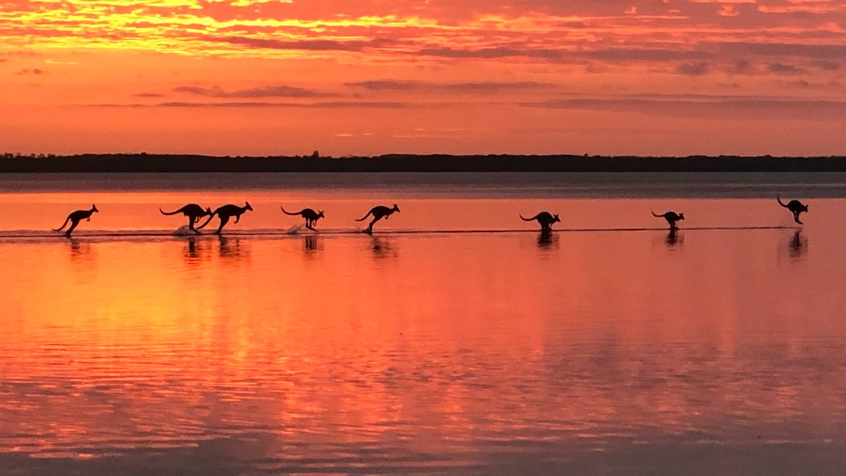 Kangaroos on lake