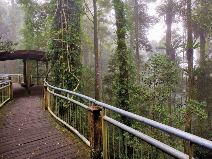 Walk with the Birds boardwalk, Dorrigo National Park. Photo: Rob Cleary