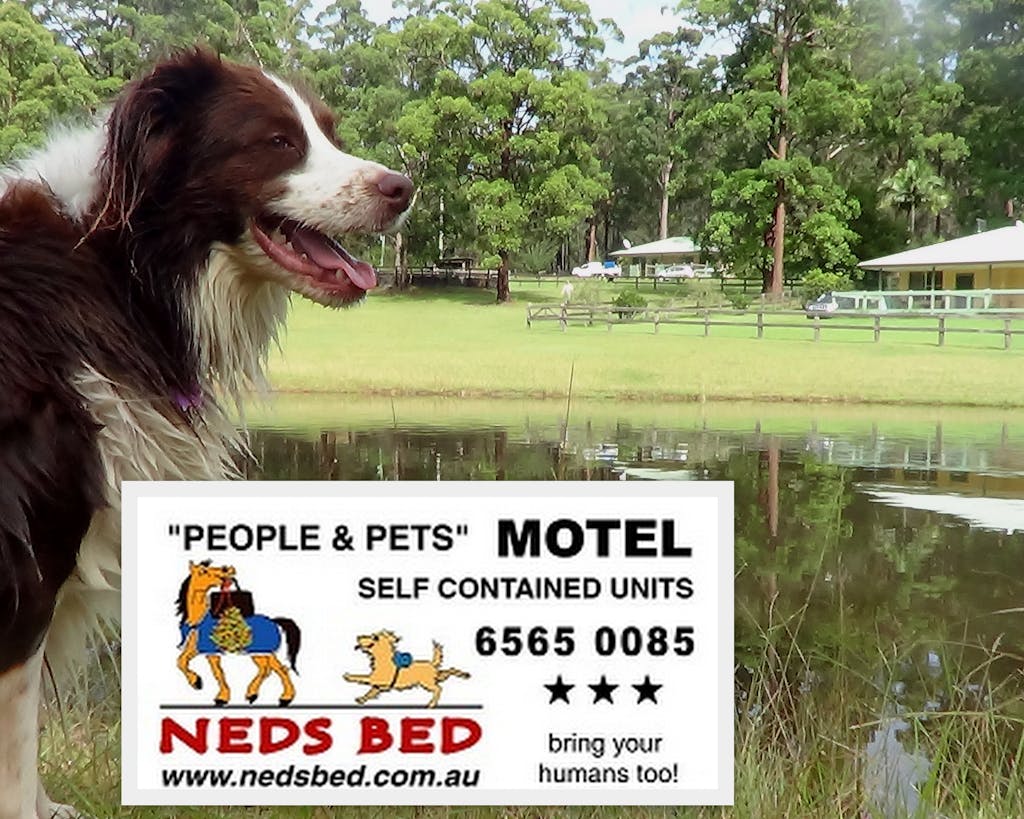 Dog accommodation best sale near me