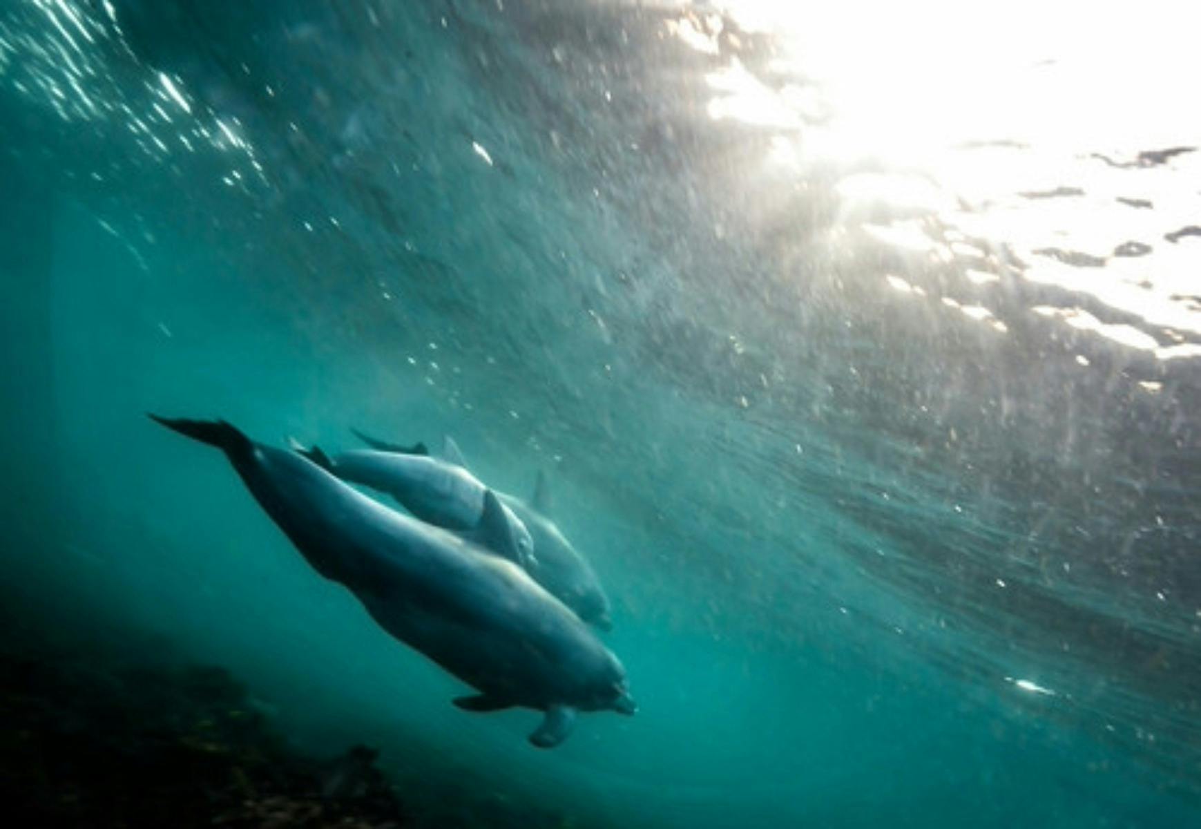 2 dolphins swimming in ocean sunlight streaming