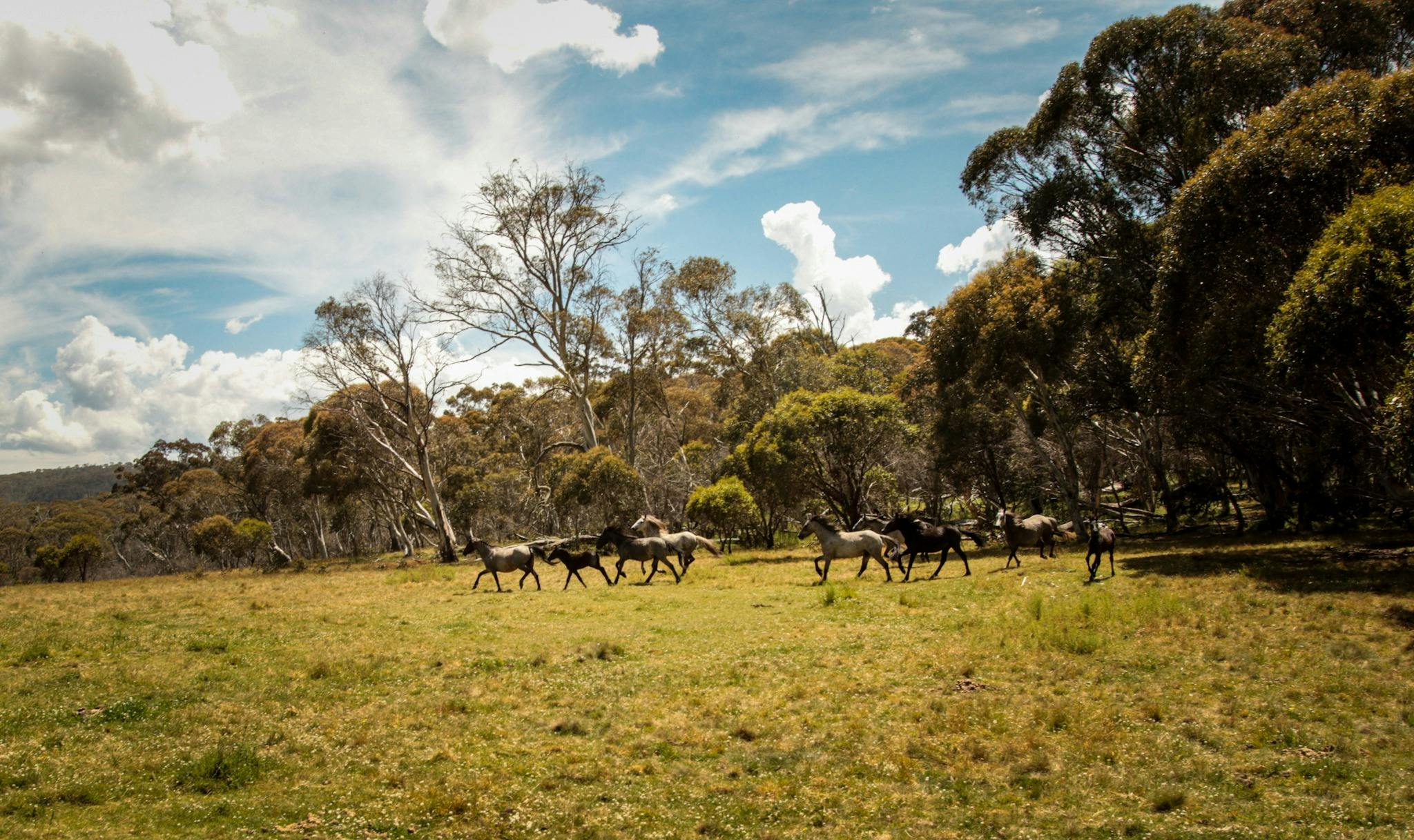 Grey and black wild horses running through the bush