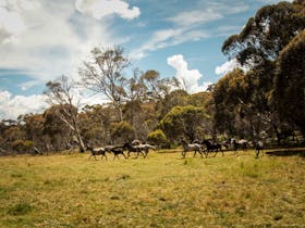 Grey and black wild horses running through the bush
