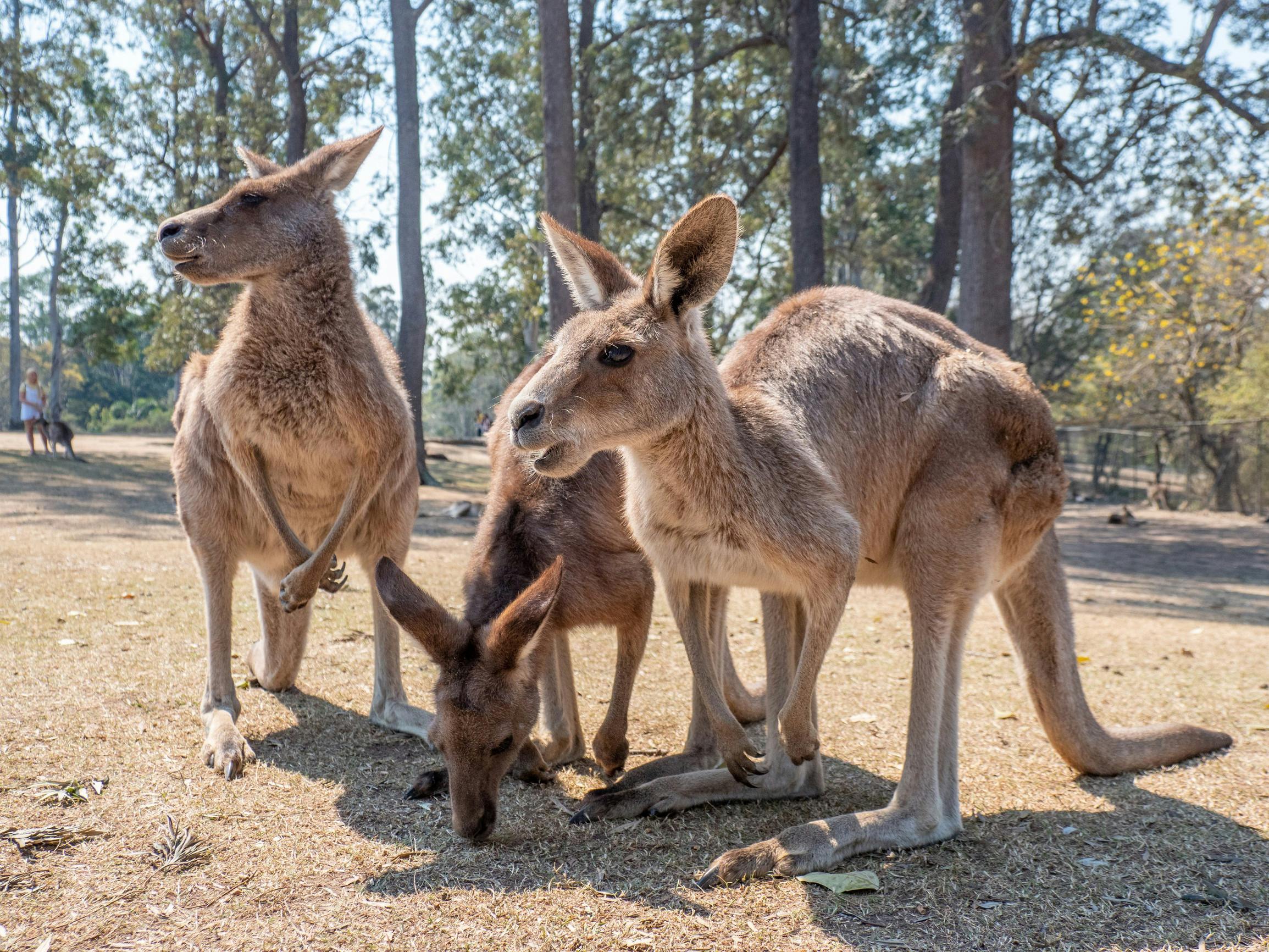 Kangaroo