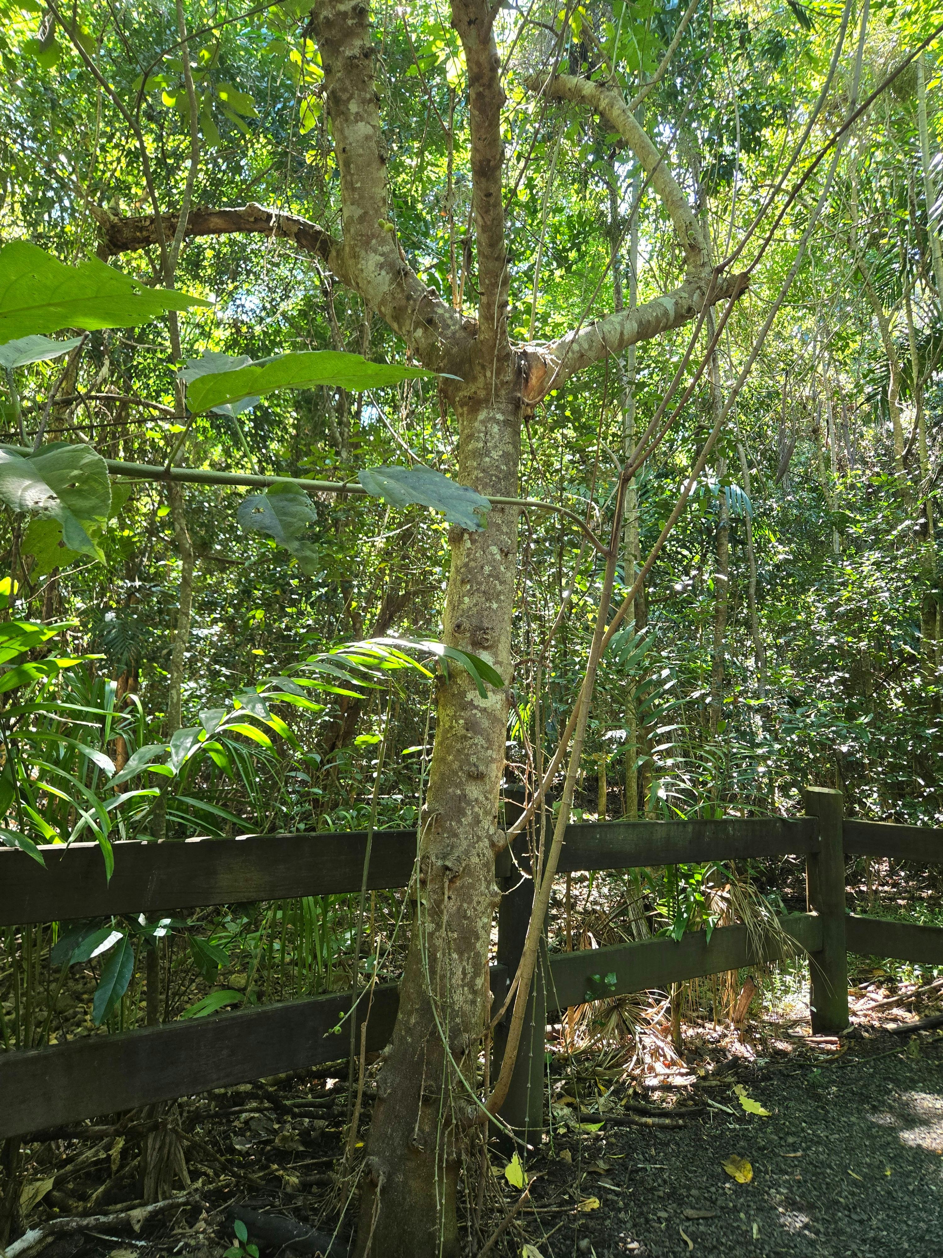 Cluster fig tree