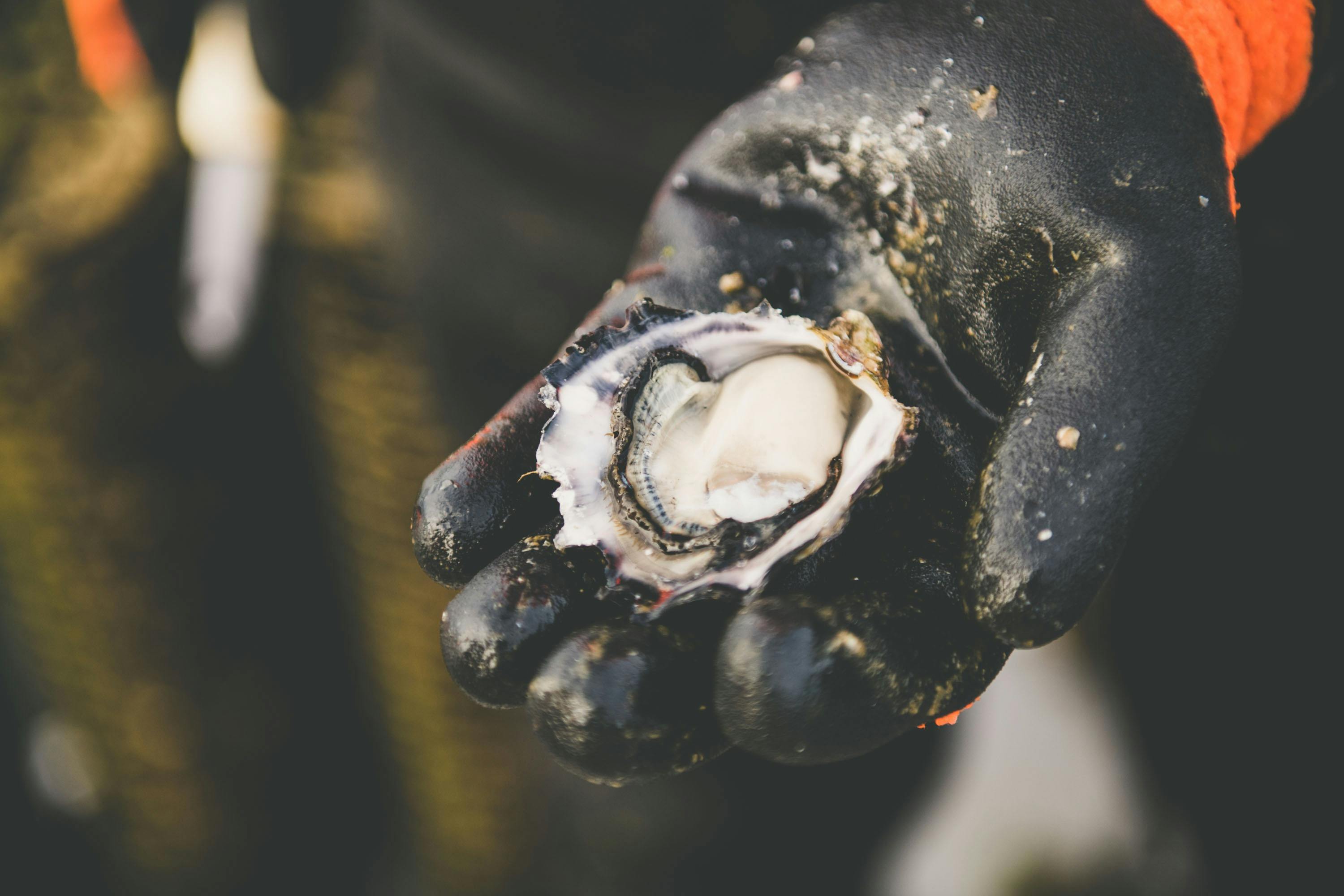 Tasmanian Oyster Company Hobart and Beyond