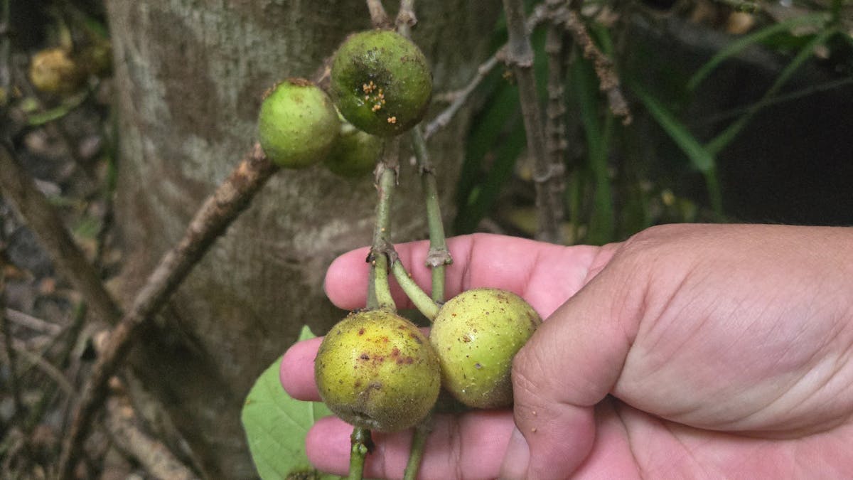 This is a plant that the Yuwi people used for many reasons and you will learn about this and more.
