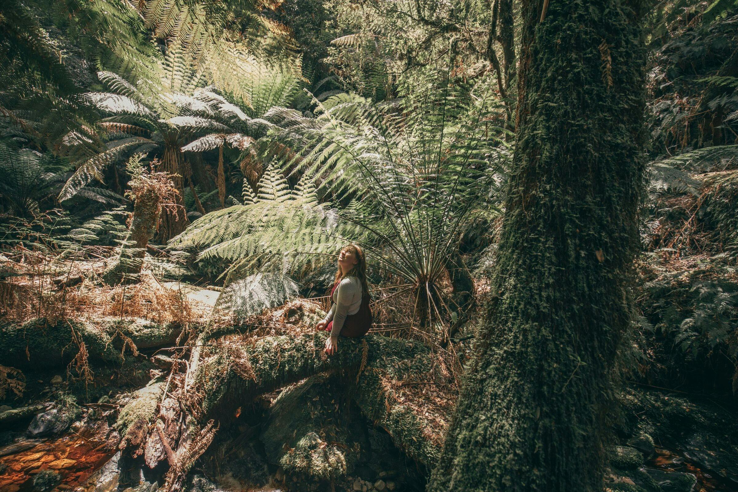 Walk Tasmania's Tarkine & Cradle Mountain