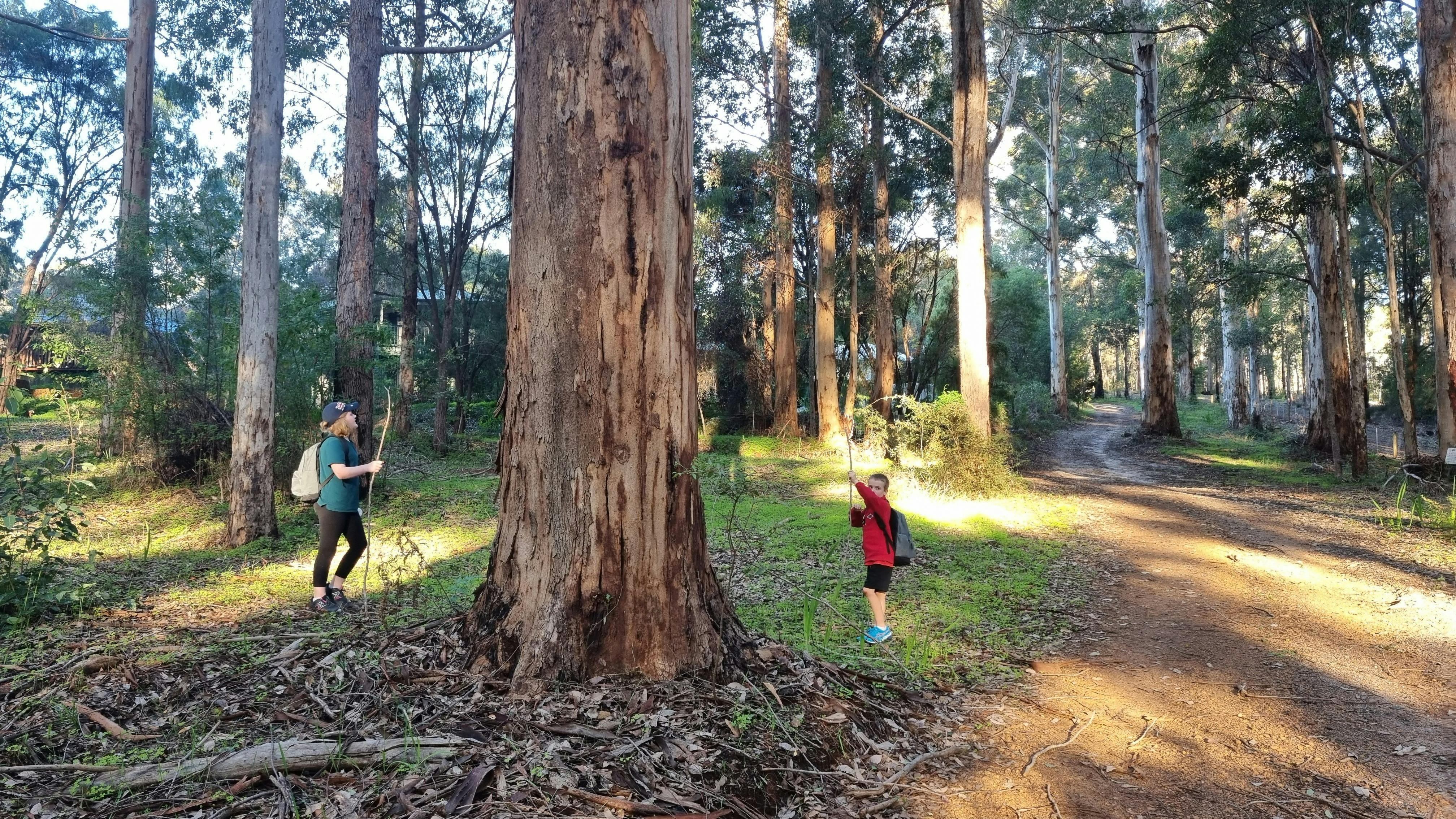 Hiking amongst the karri, jarrah and marri trees