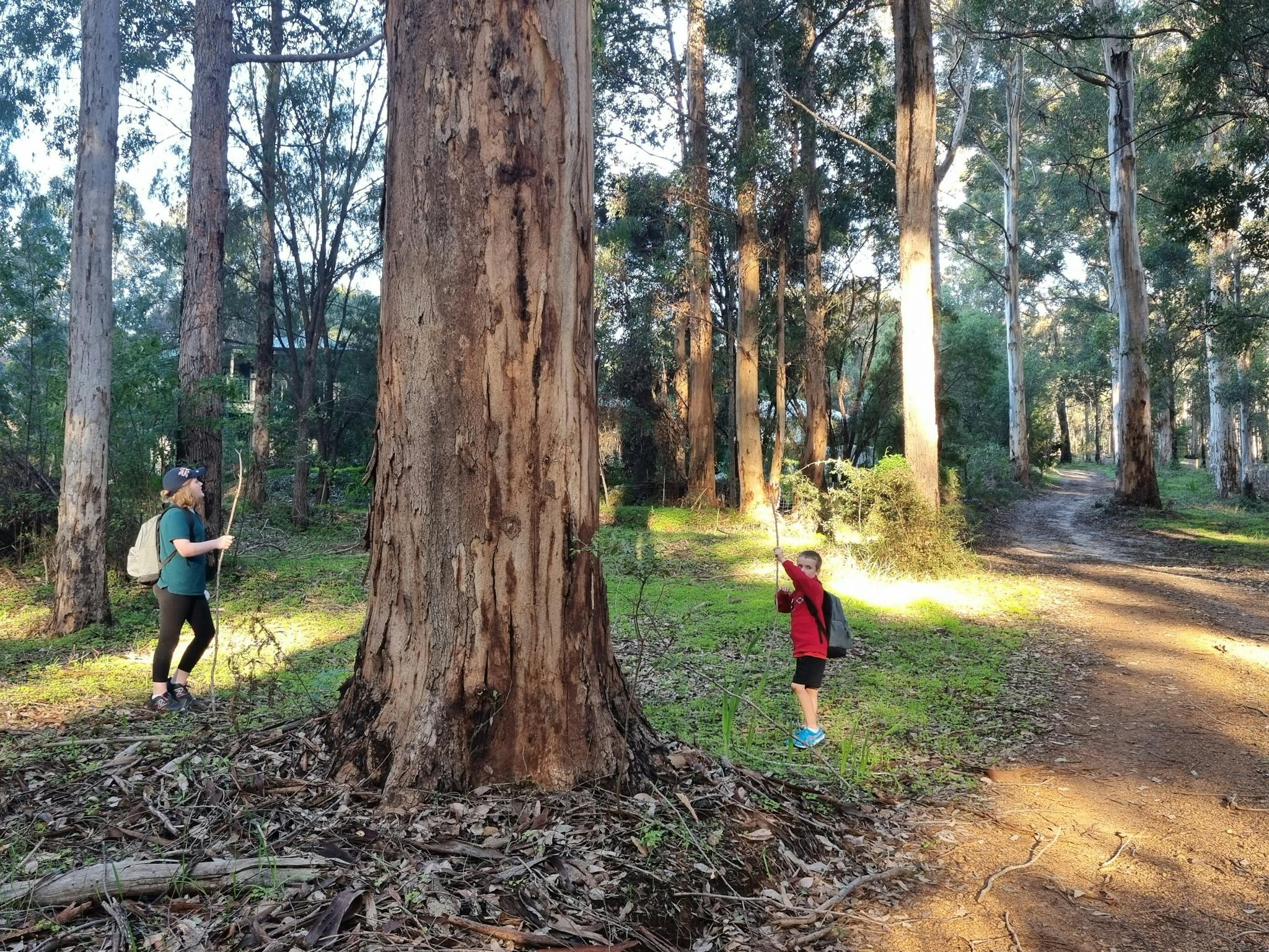 Hiking amongst the karri, jarrah and marri trees