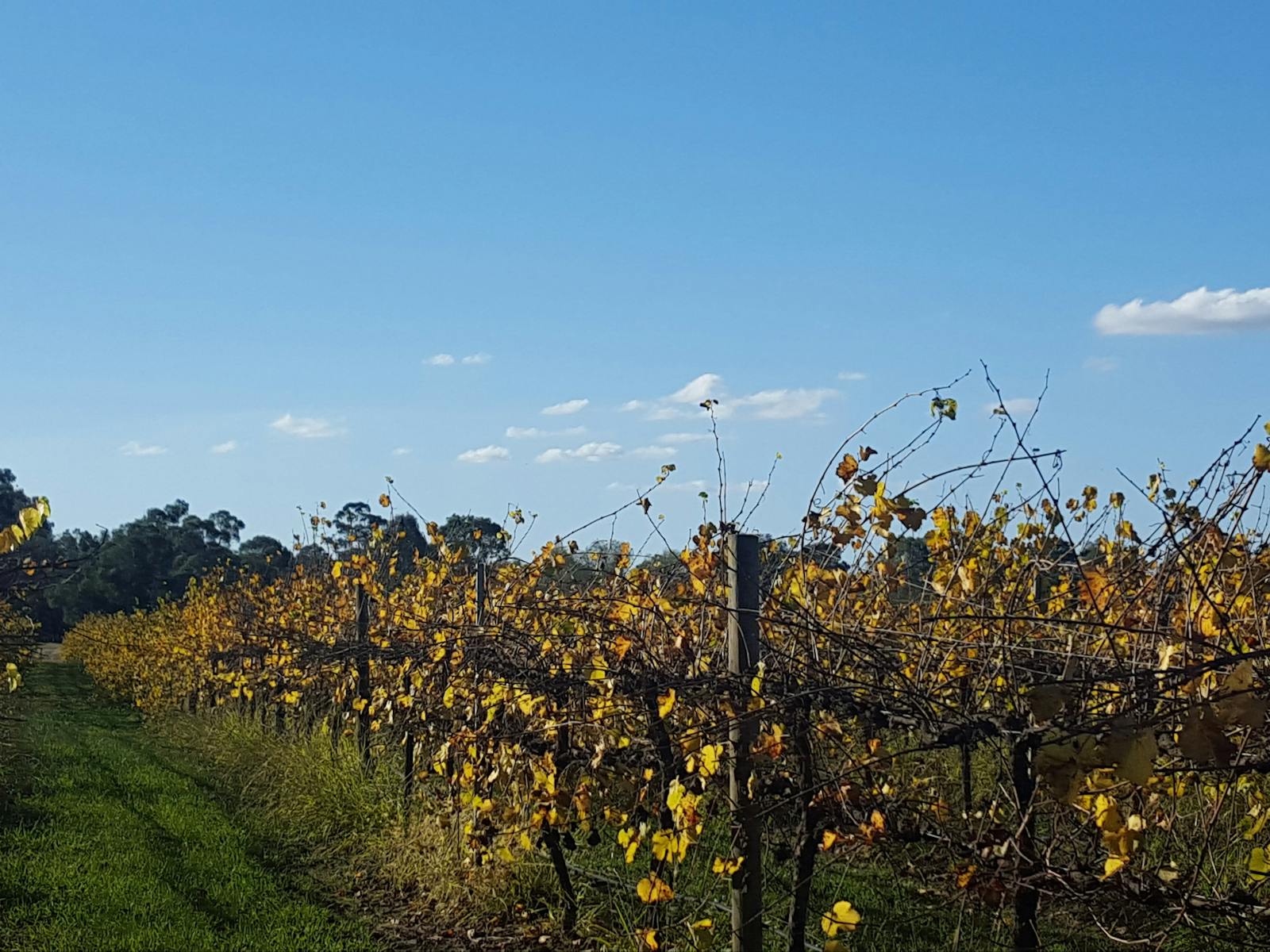 Milawa Wine Region