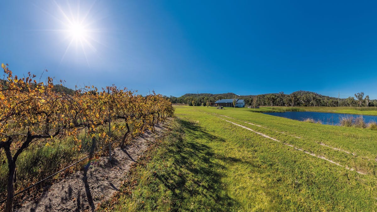 Vineyard