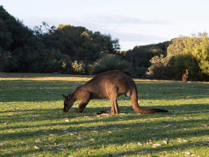 Kangaroo Island and Wildlife Adventure