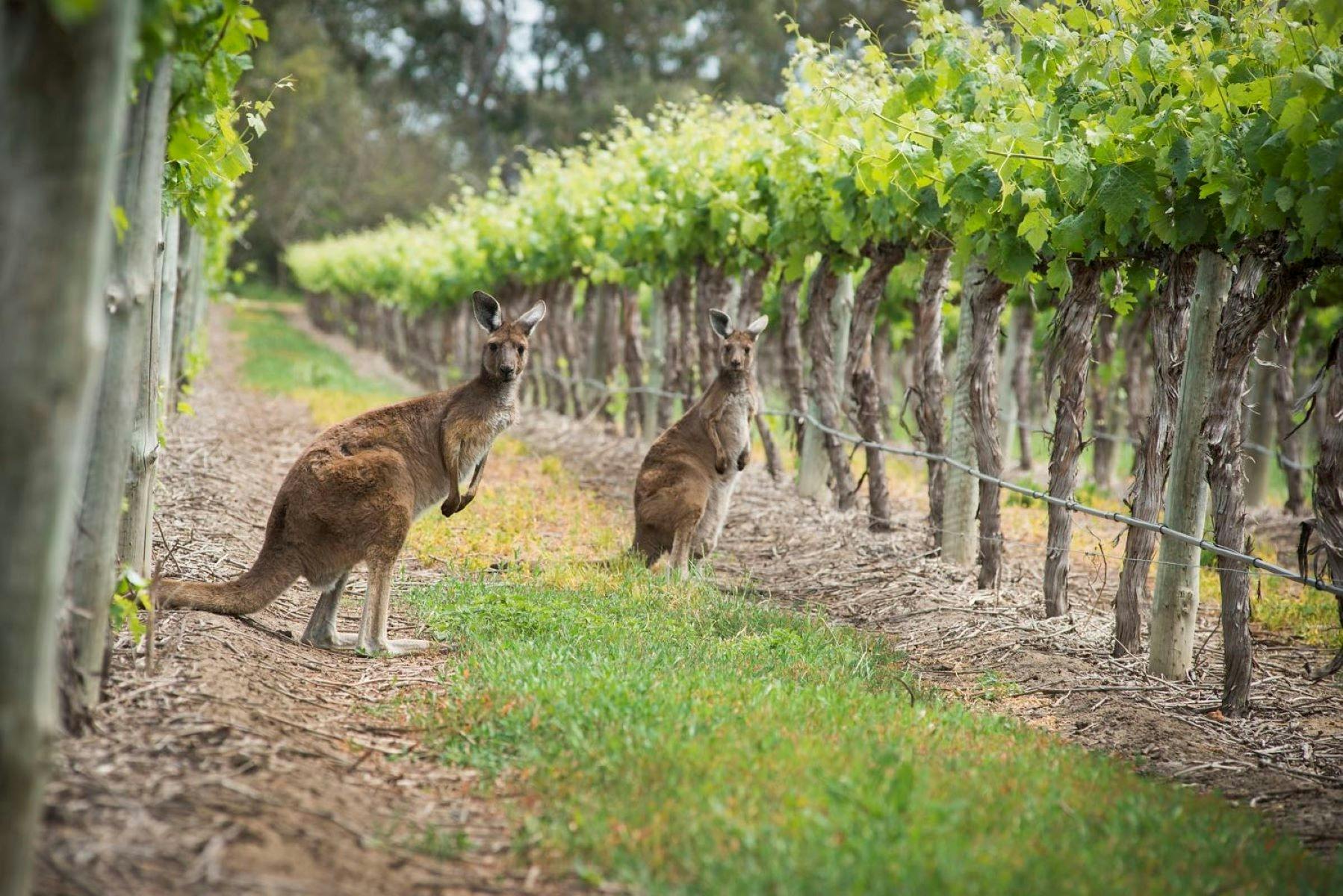 Langhorne Creek Private Wine Tour