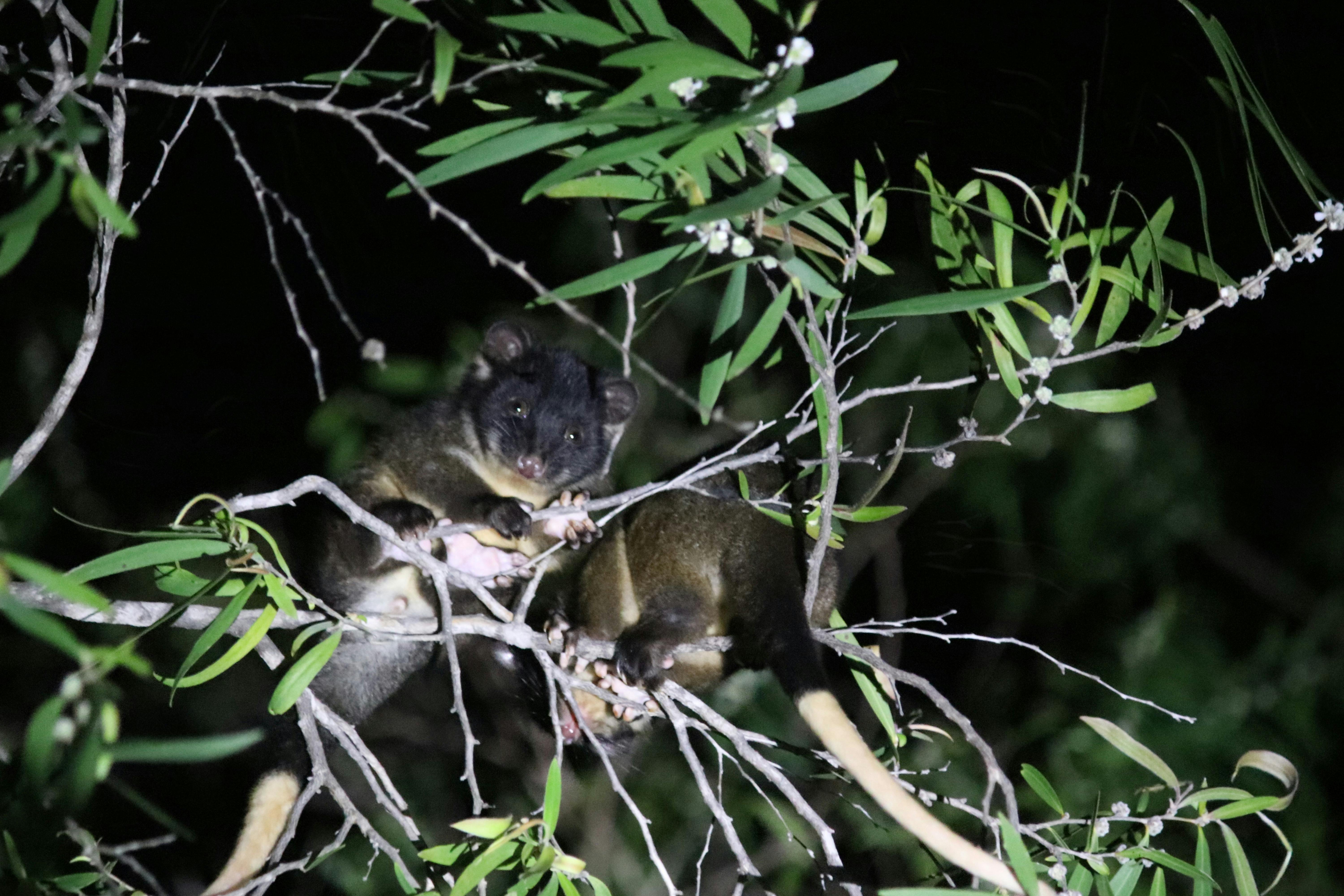 Two Ringtailed Possums