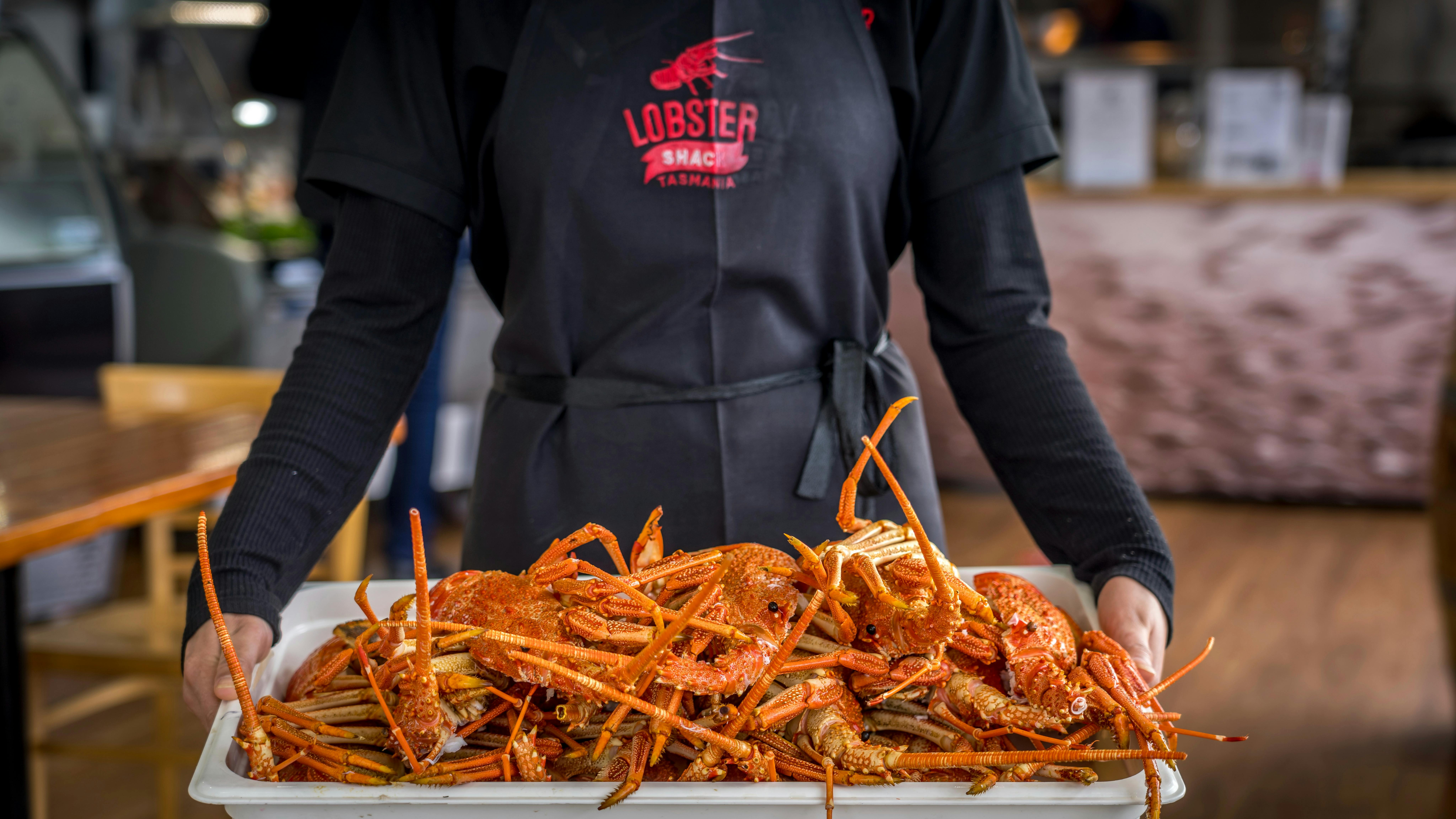 Freshly Cooked Lobster