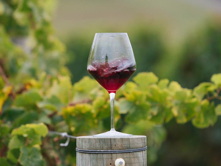 A glass of pinot noir in the vines