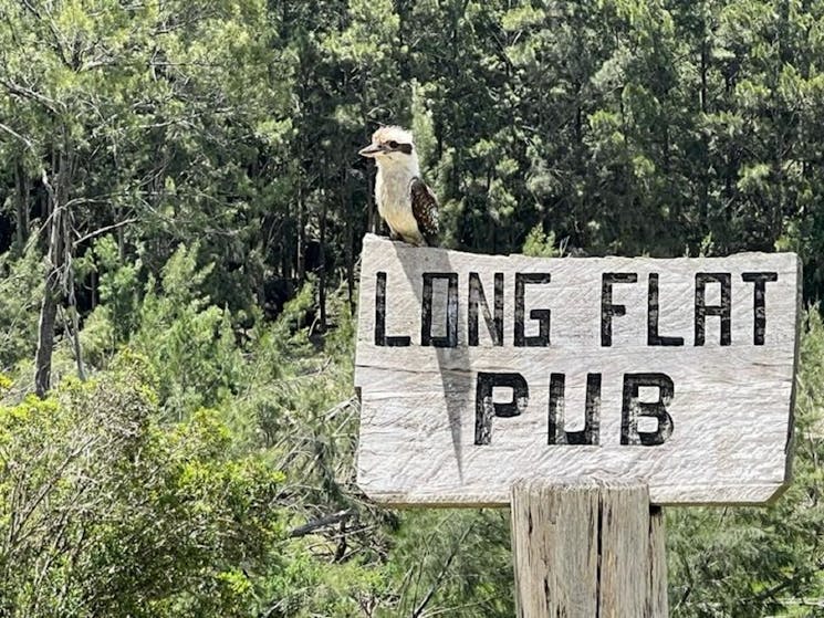 Long Flat Kookaburra
