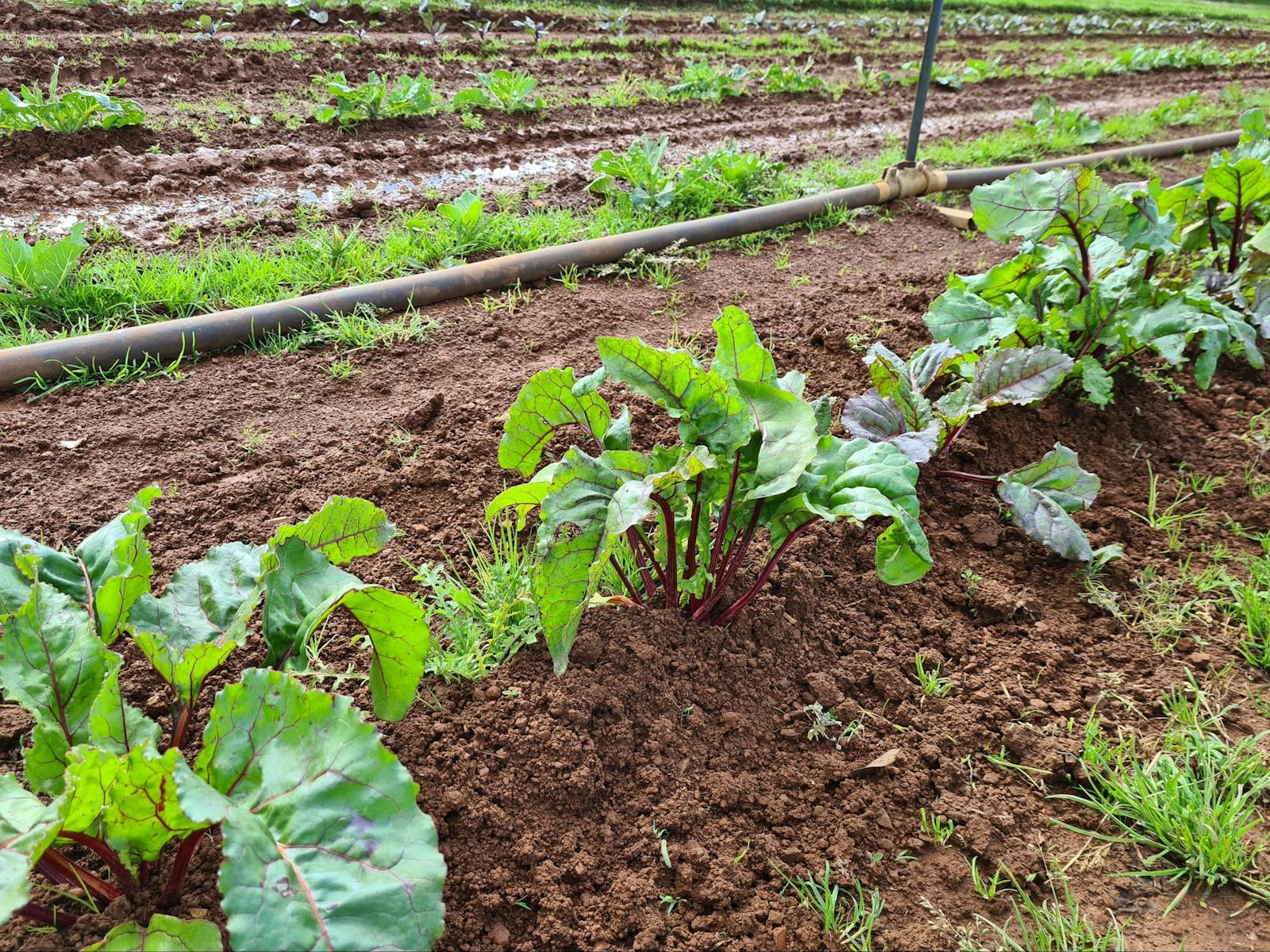 Growing beetroots