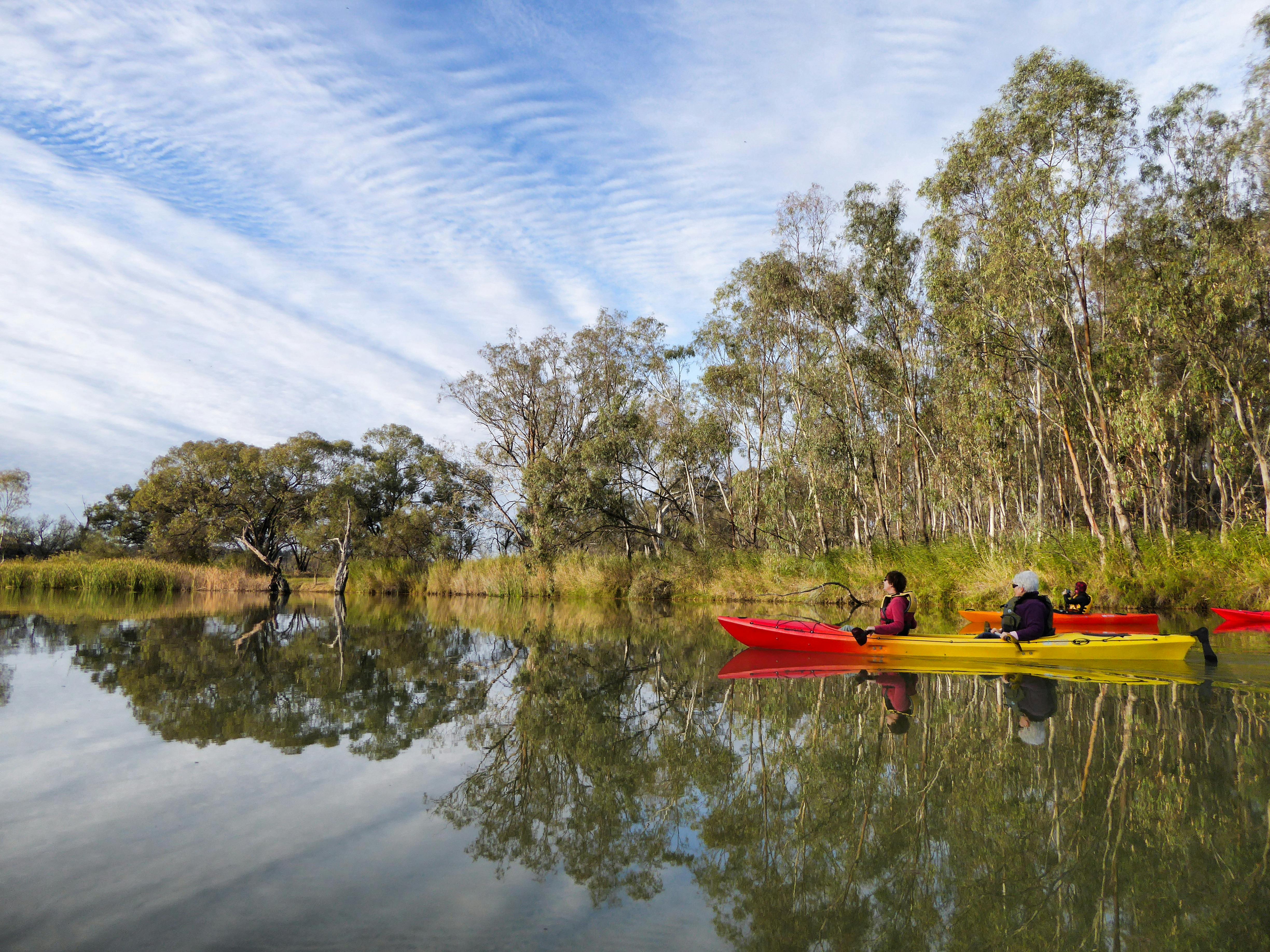 A double and single kayak being paddled on the Murray River in Winter, amidst great reflections